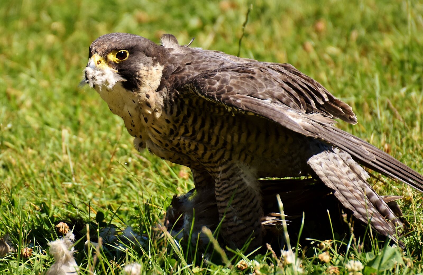 Nikon D7200 sample photo. Falcon, bird, prey photography