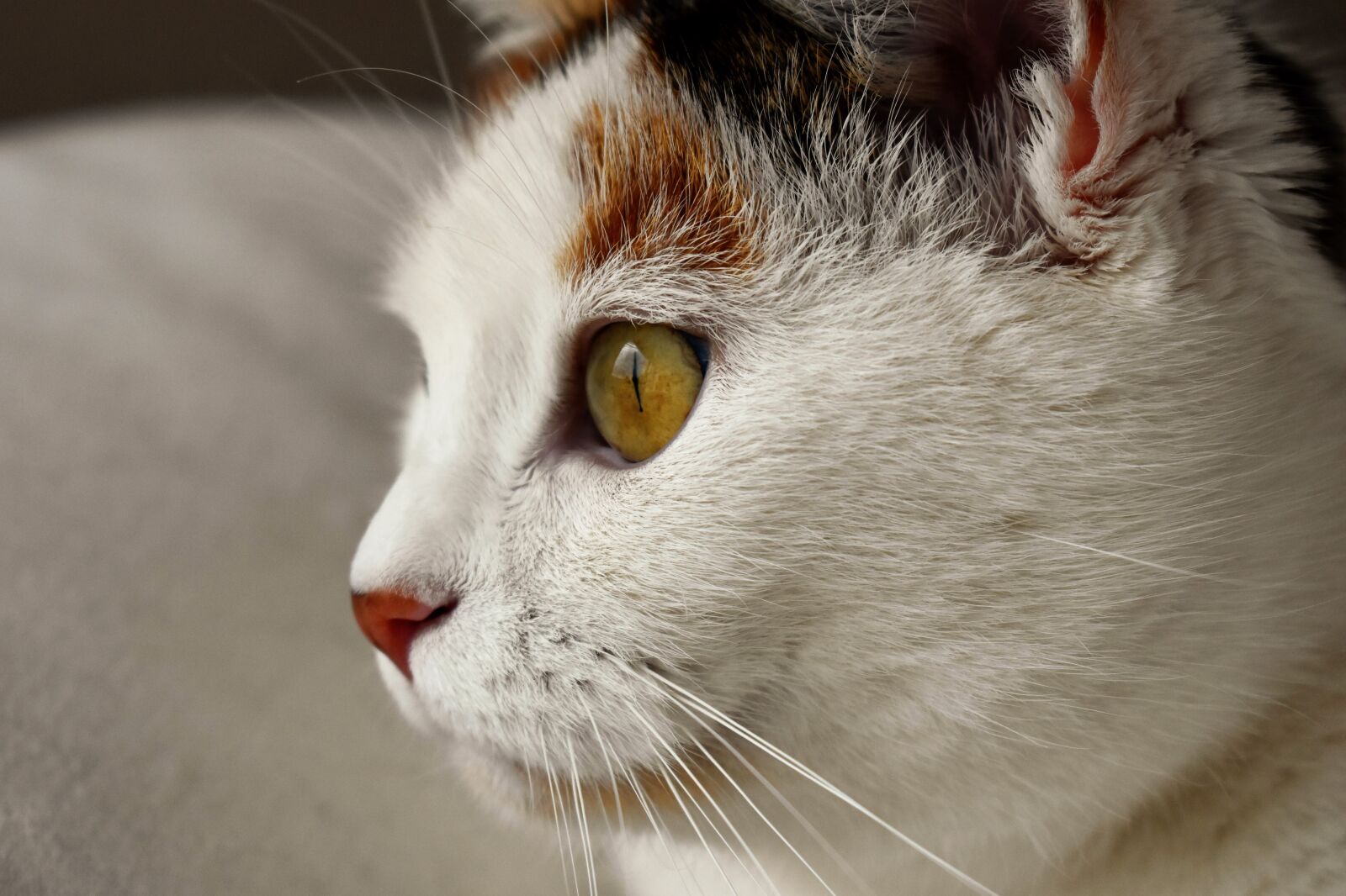 Nikon D5500 sample photo. Cat, animal, white photography