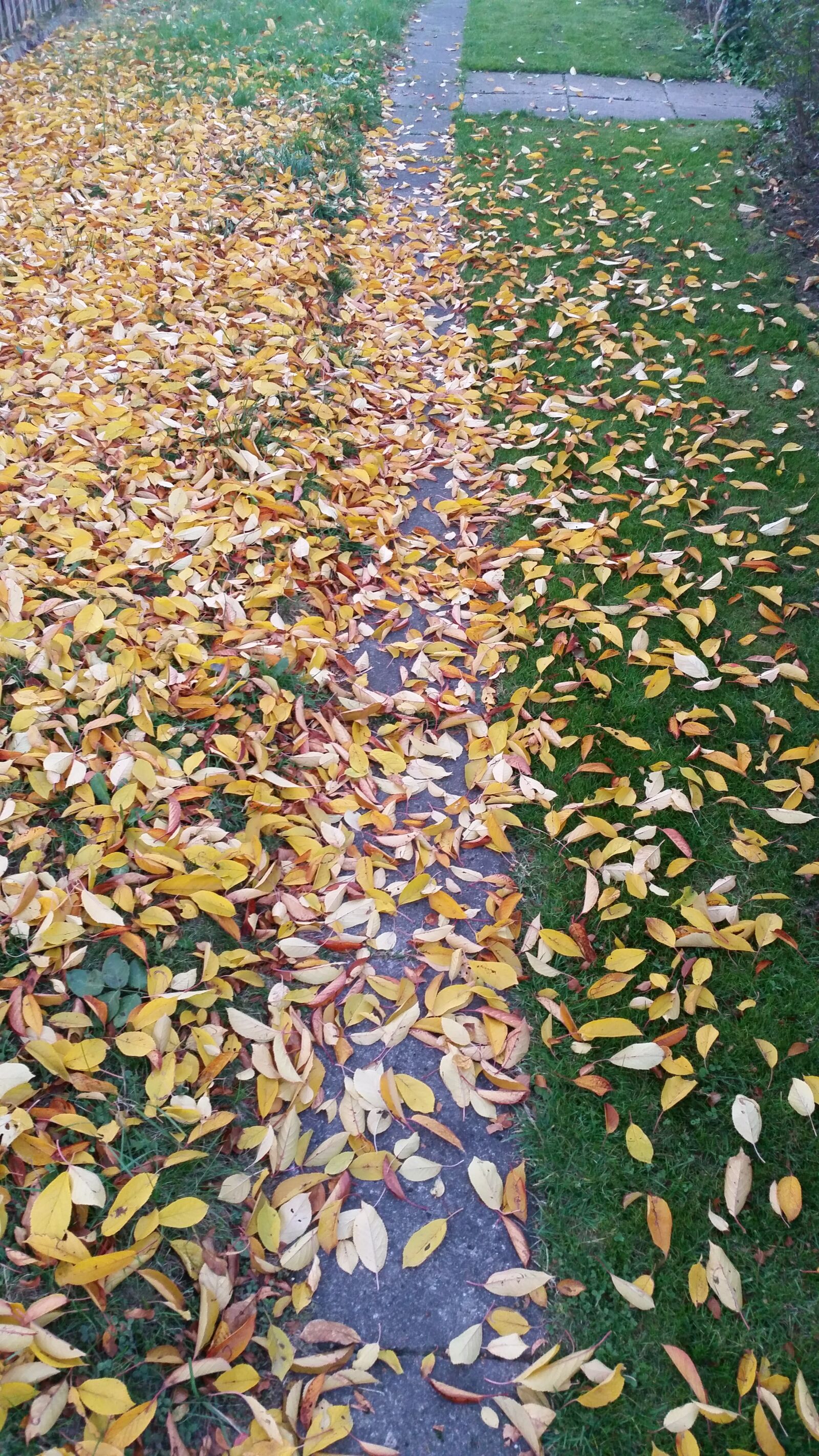 Samsung Galaxy S5 sample photo