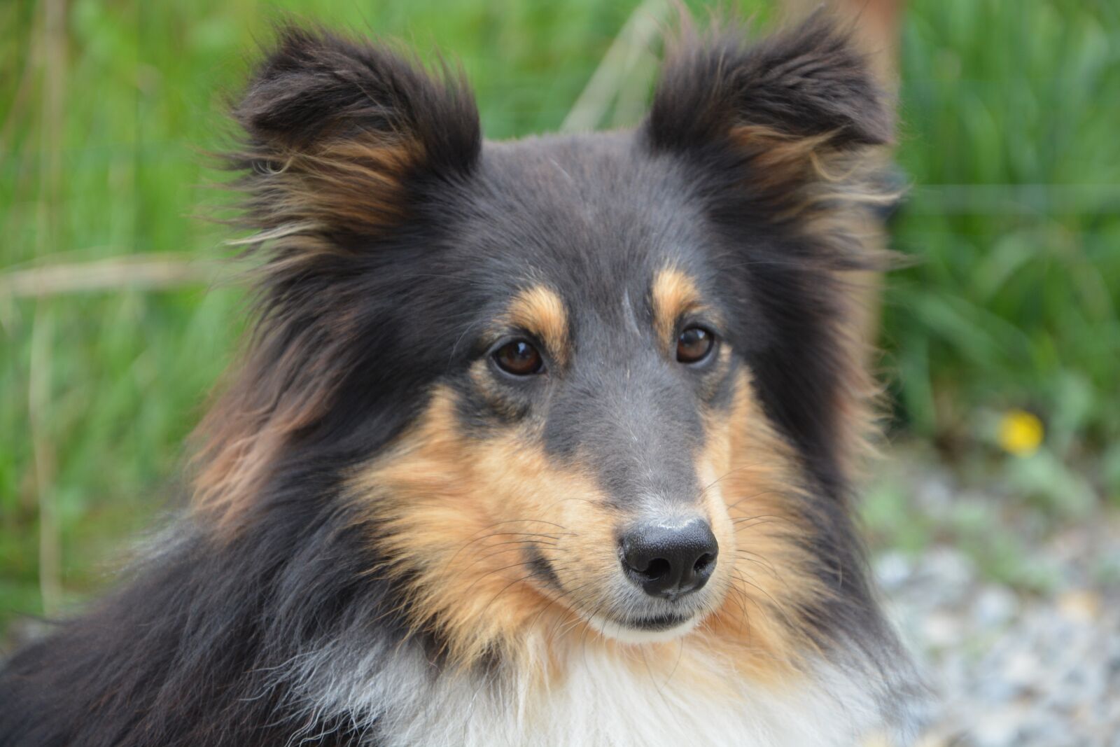 Nikon D5200 sample photo. Dog, shetland sheepdog, portrait photography