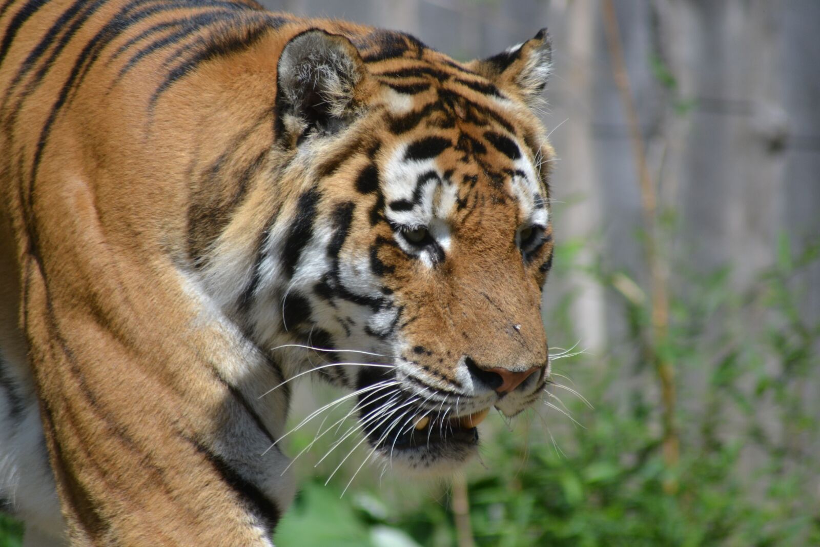 Nikon D3100 sample photo. Tiger, zoo, big cat photography