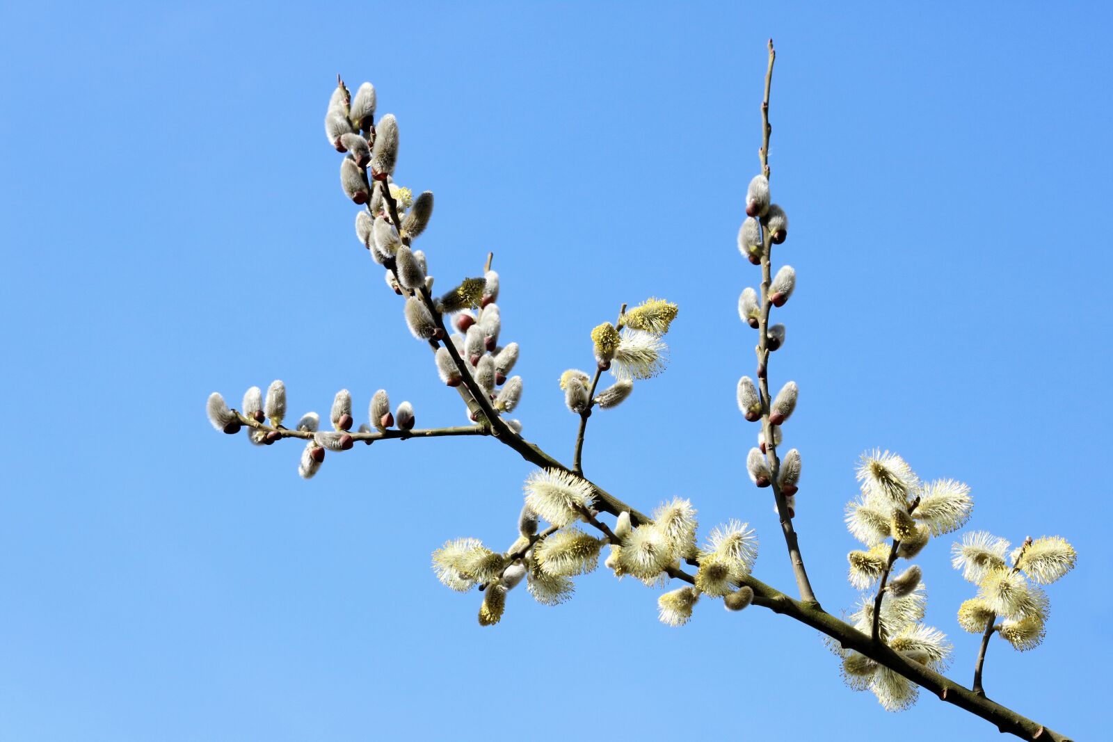 Canon EOS 750D (EOS Rebel T6i / EOS Kiss X8i) sample photo. Willow, close up, pollen photography