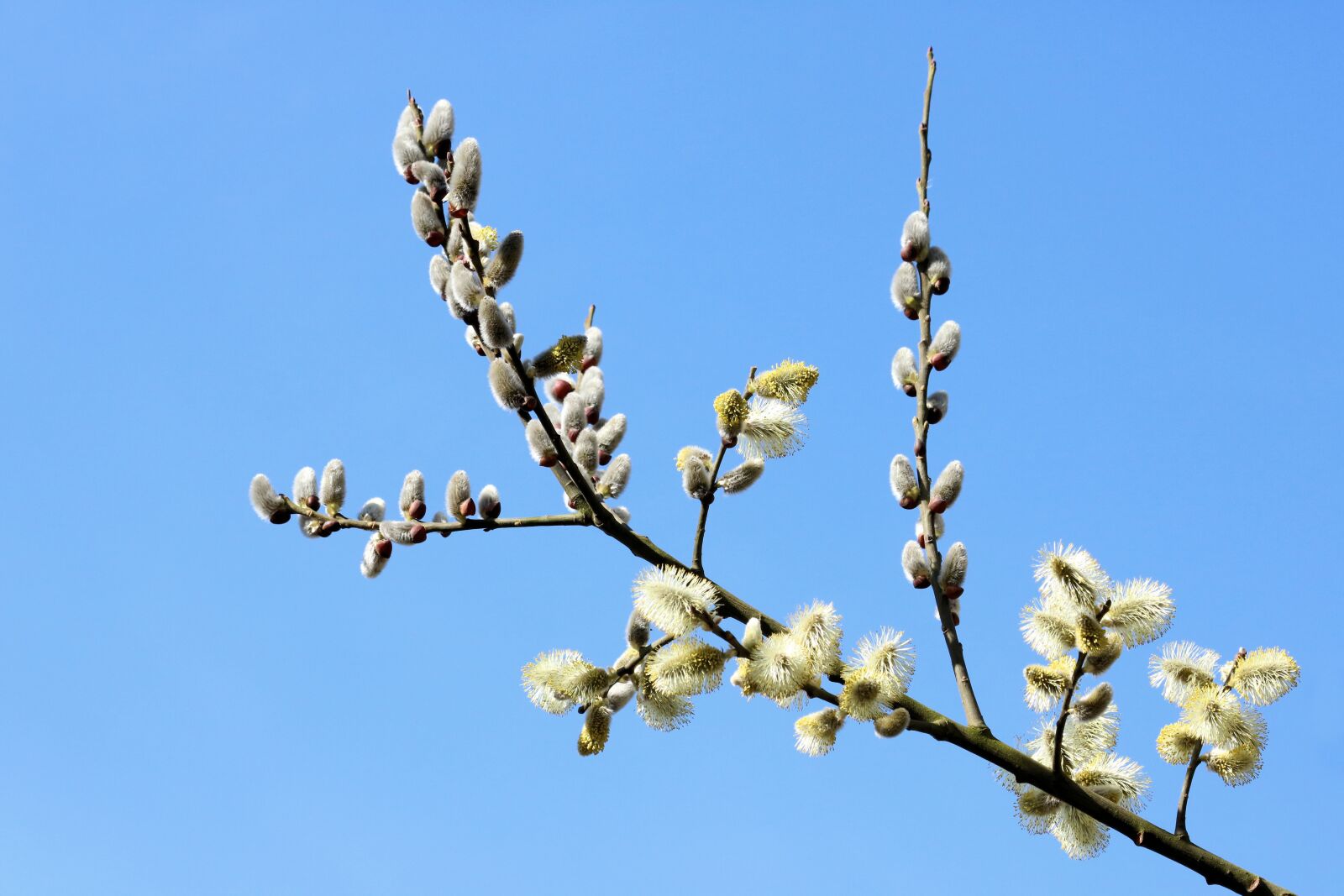 Canon EOS 750D (EOS Rebel T6i / EOS Kiss X8i) + Canon EF 70-300mm F4-5.6 IS USM sample photo. Willow, close up, pollen photography