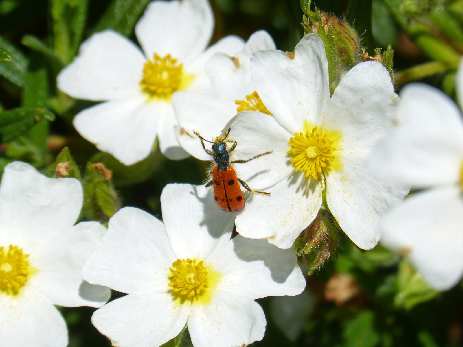 Panasonic DMC-FZ62 sample photo. Flowers, white steppe, insect photography