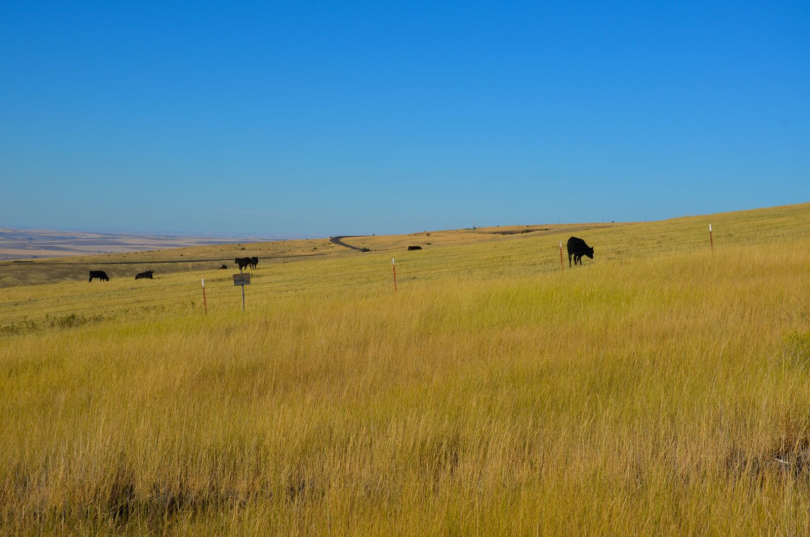 Nikon D5100 sample photo. Usa, america, grass photography