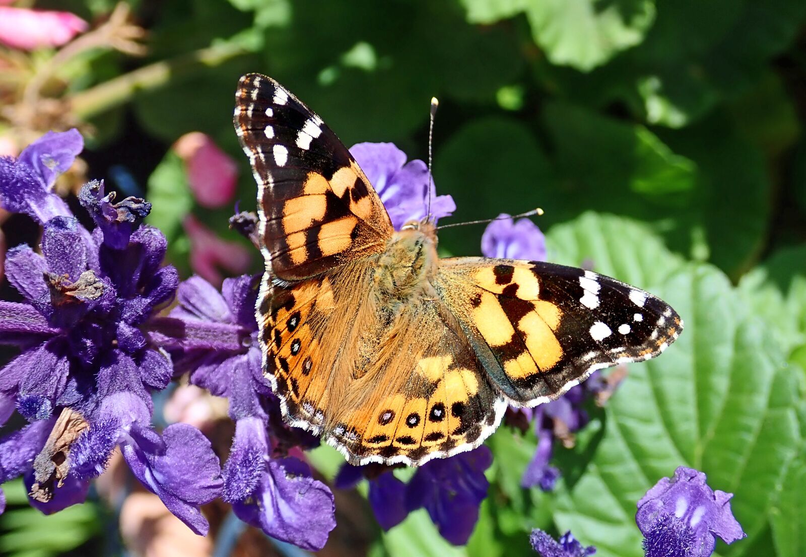 Olympus TG-5 sample photo. Butterfly, insect, nectar photography