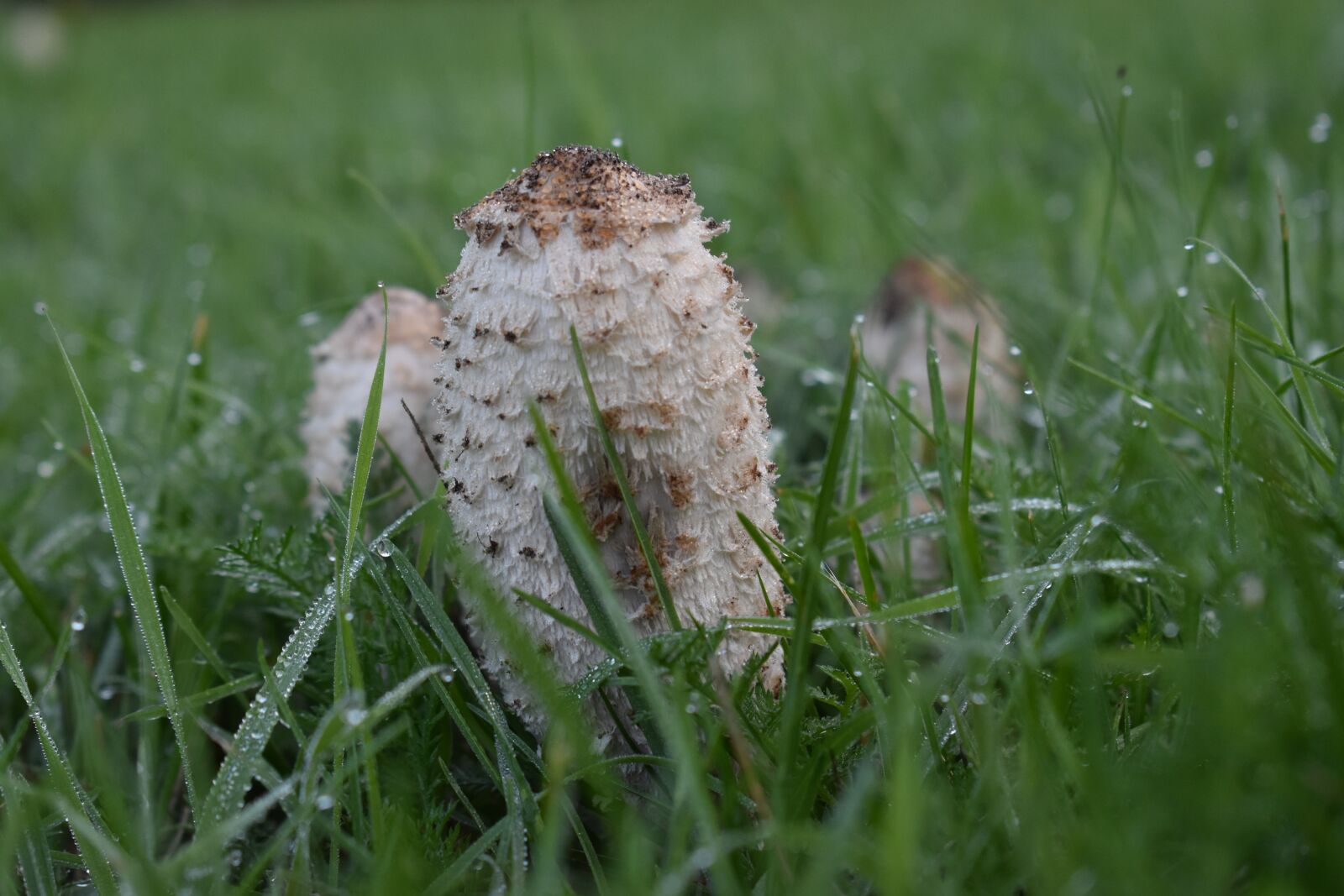 Nikon D3500 sample photo. Mushroom, fungus, fungi photography