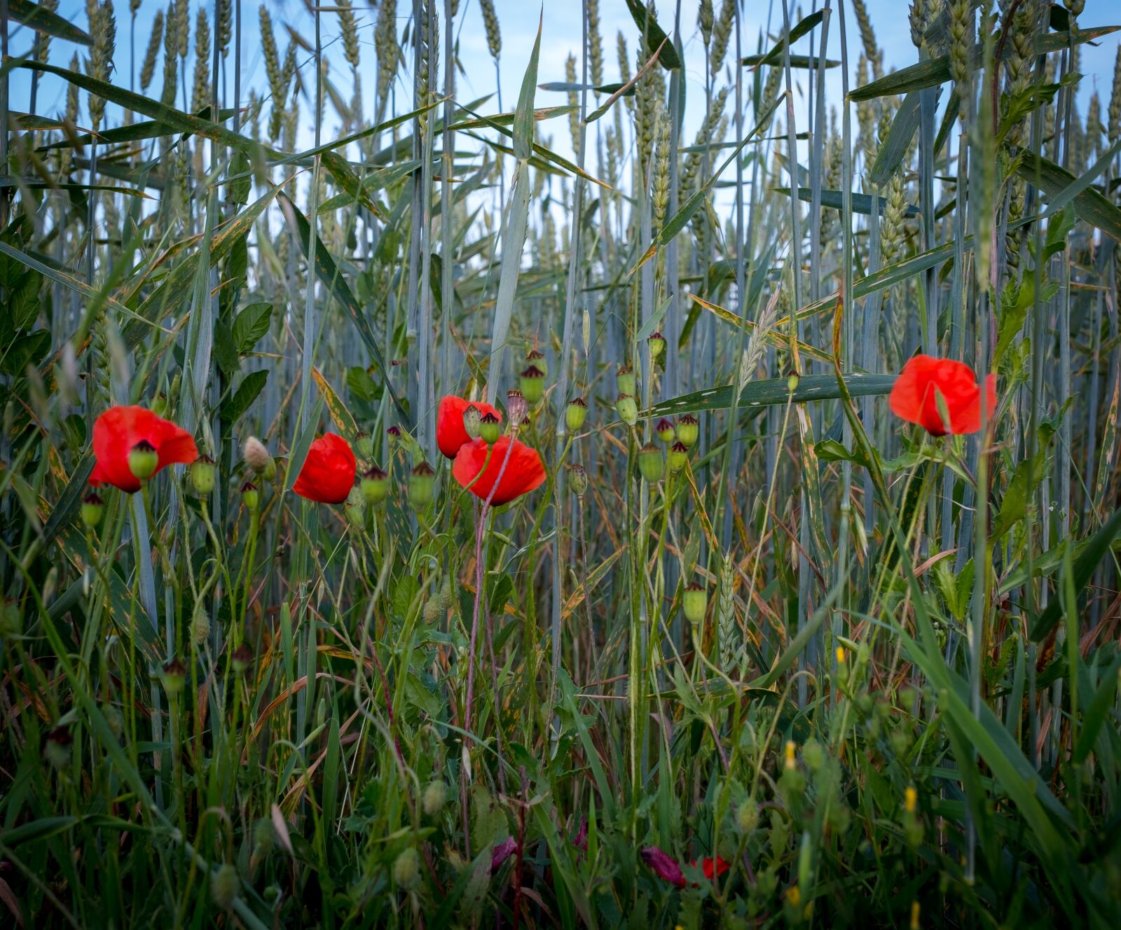 Fujifilm X-T2 sample photo. Klatschmohn, cornflowers, field photography