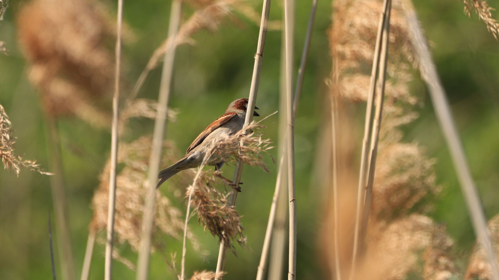 150-600mm F5-6.3 DG OS HSM | Contemporary 015 sample photo. Reed, bird, sparrow photography