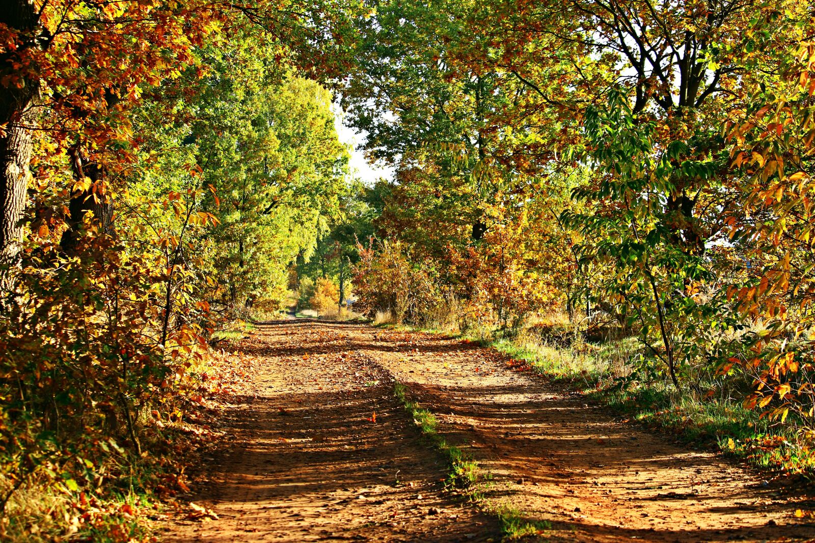 Canon EOS 100D (EOS Rebel SL1 / EOS Kiss X7) sample photo. Autumn, away, trees photography