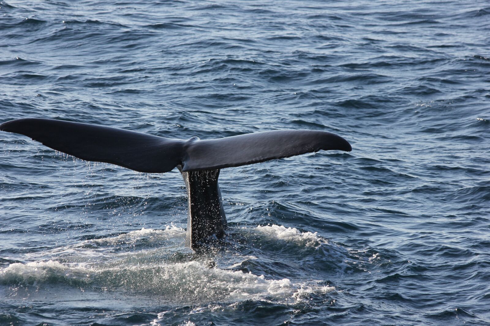 Canon EOS 550D (EOS Rebel T2i / EOS Kiss X4) sample photo. Andenes, norway, arctic circle photography