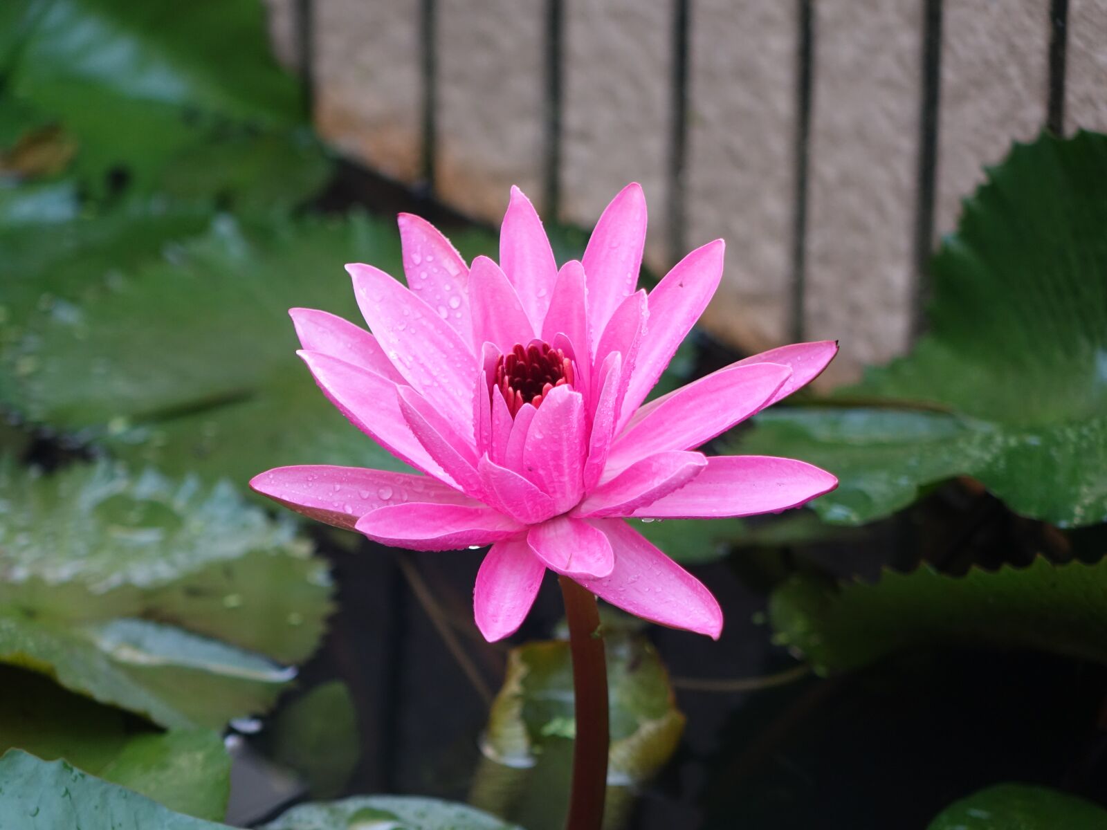 Sony Cyber-shot DSC-RX10 sample photo. Lotus, early in the photography