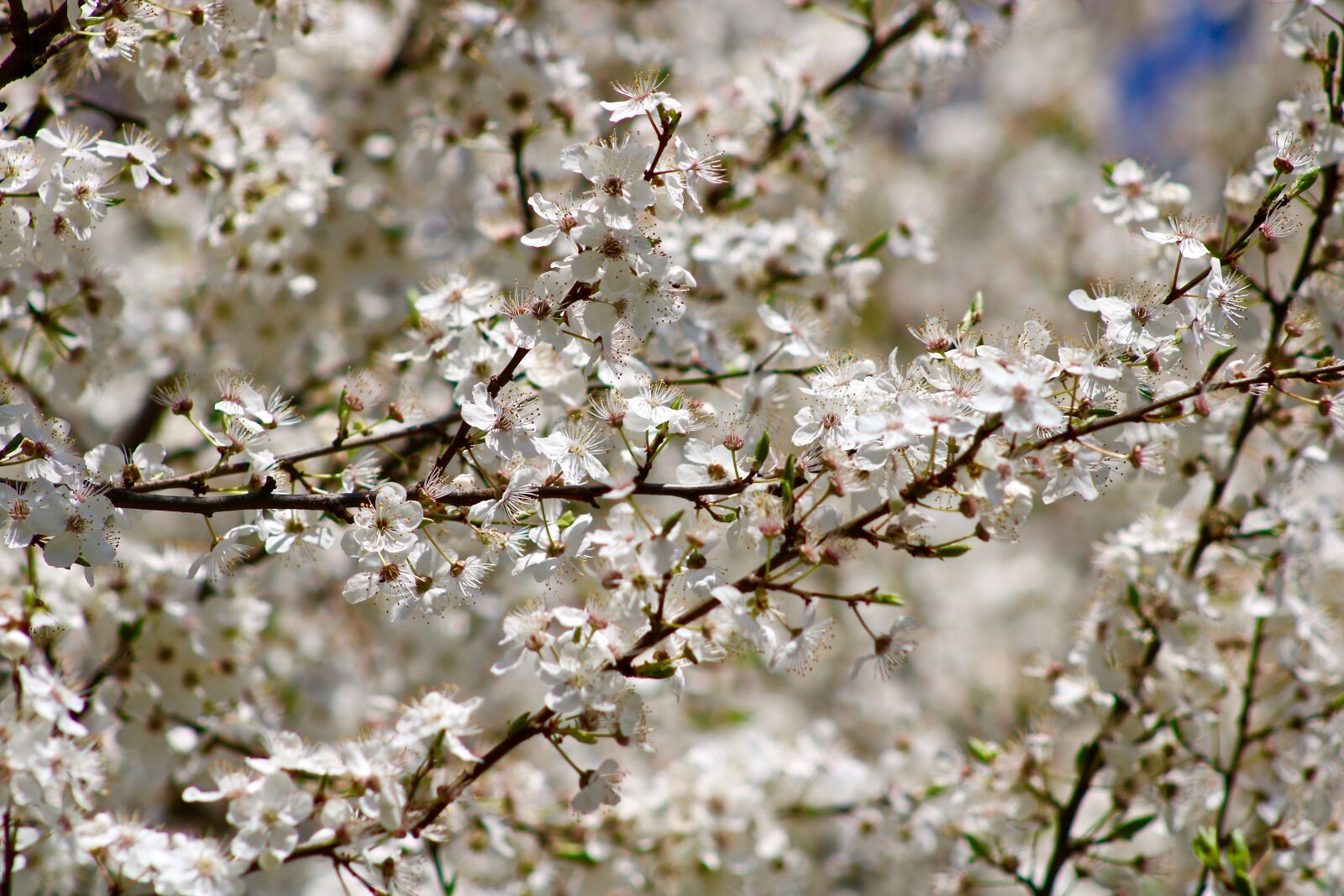 Canon EOS 750D (EOS Rebel T6i / EOS Kiss X8i) sample photo. Flowers, cherry, tree photography