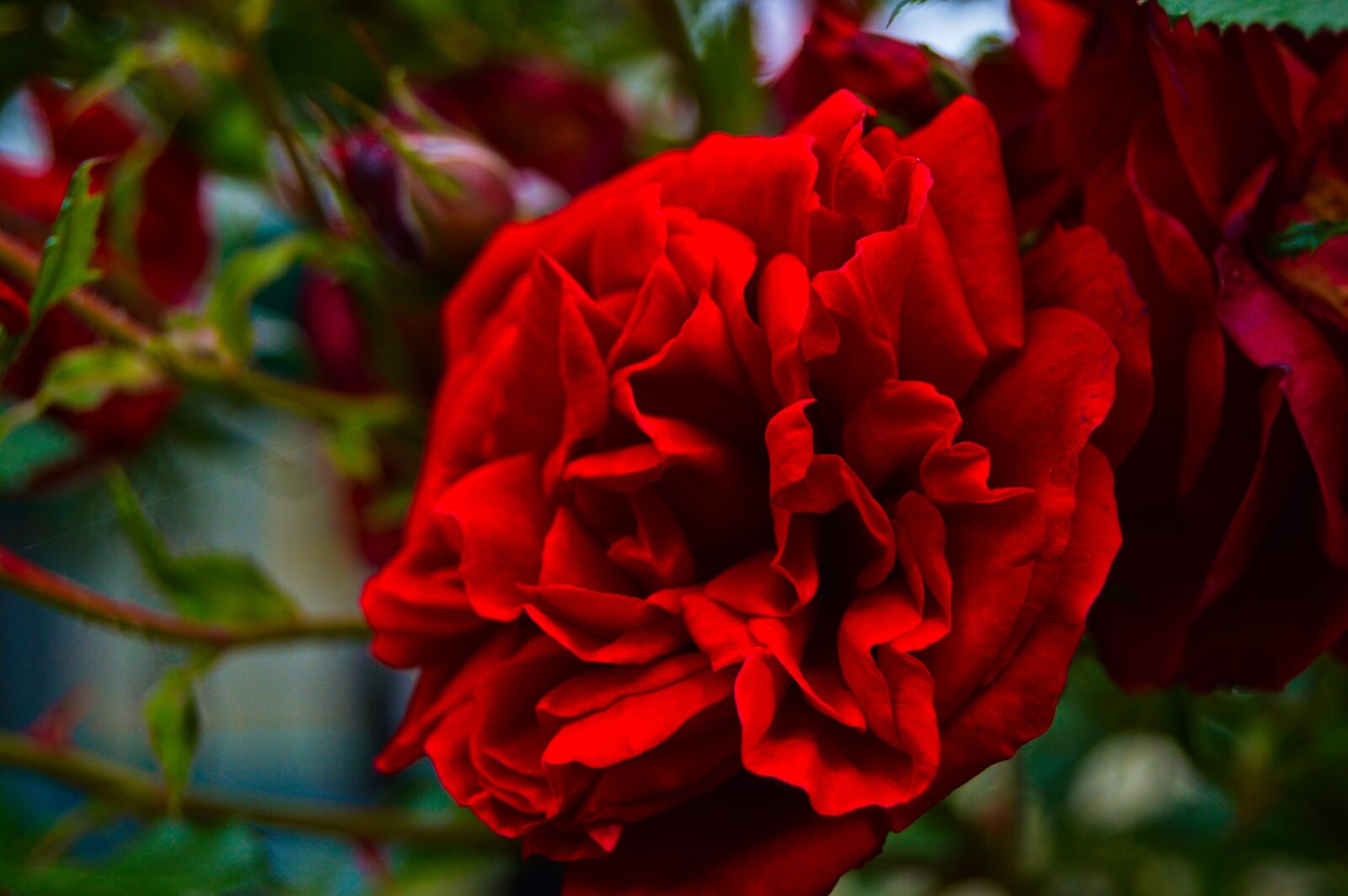 Nikon D3200 sample photo. Rose, red rose, red photography