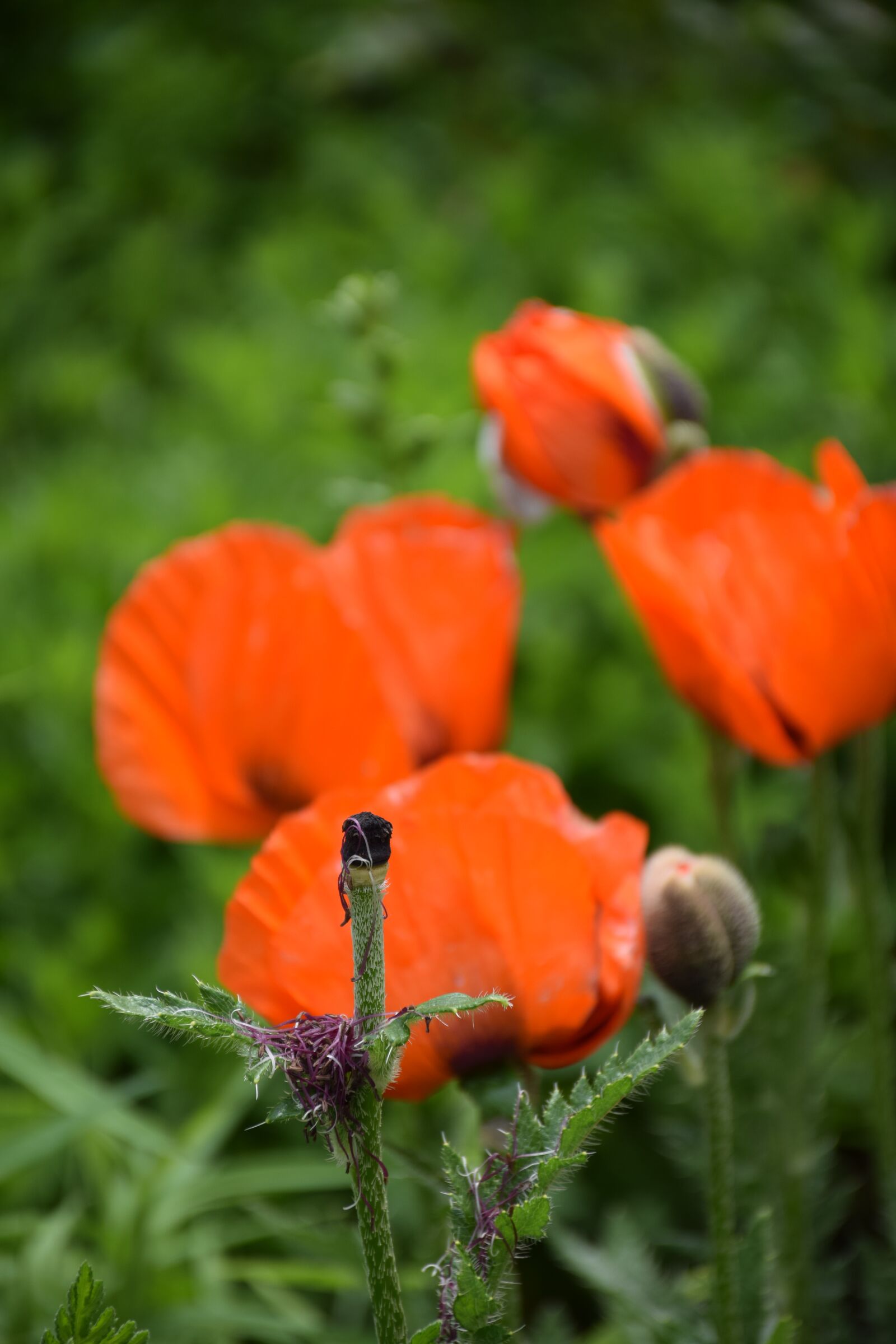 Nikon D5300 sample photo. Poppy, meadow, summer photography