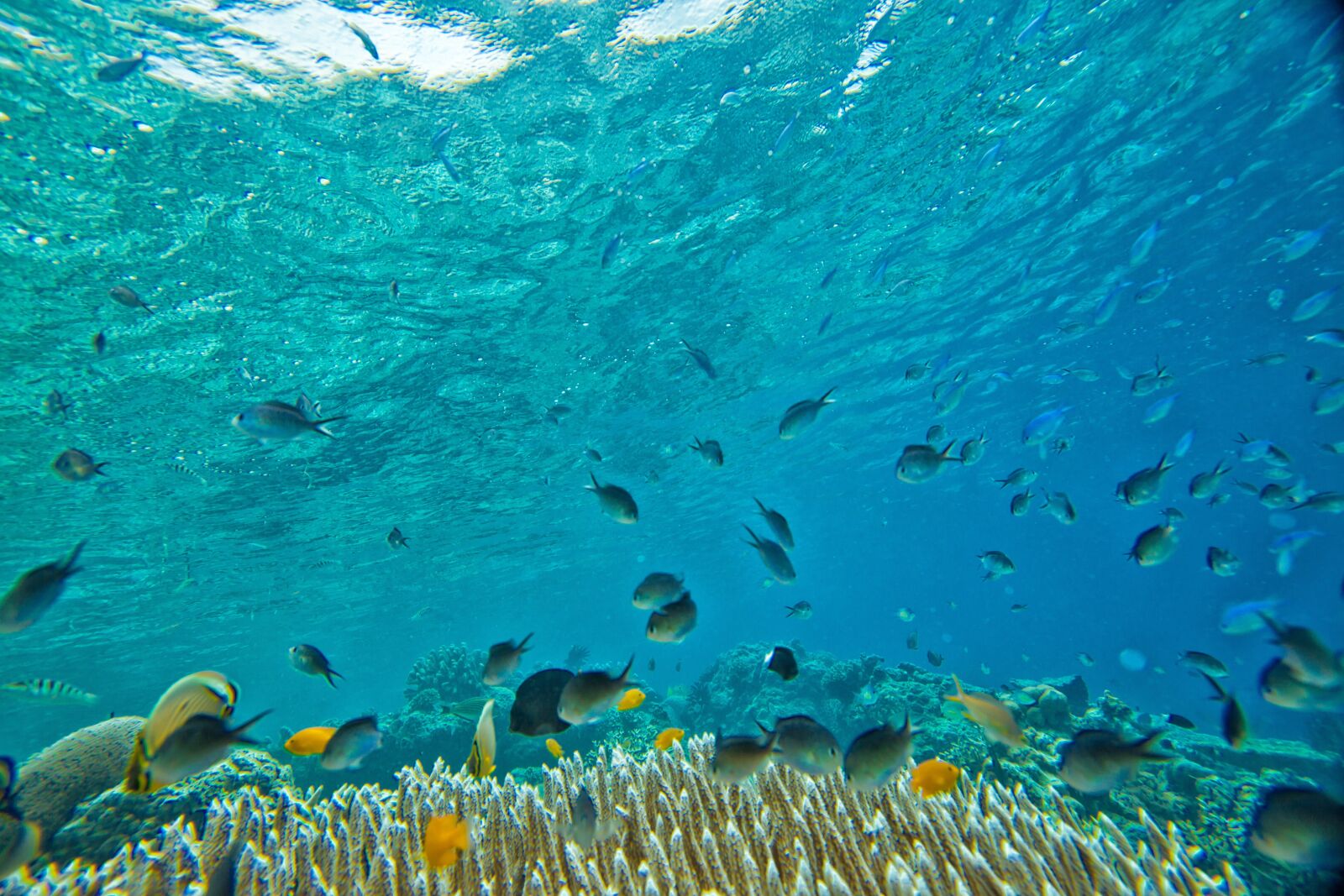 Canon EOS 5D Mark II sample photo. Underwater, small fish, coral photography