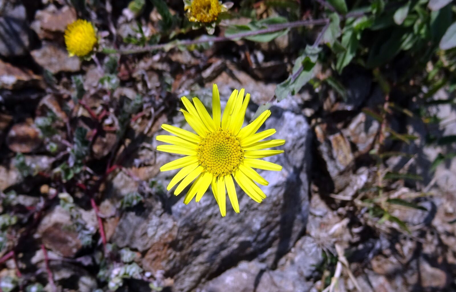Sony DSC-HX60V sample photo. Flower, yellow, sontikli photography