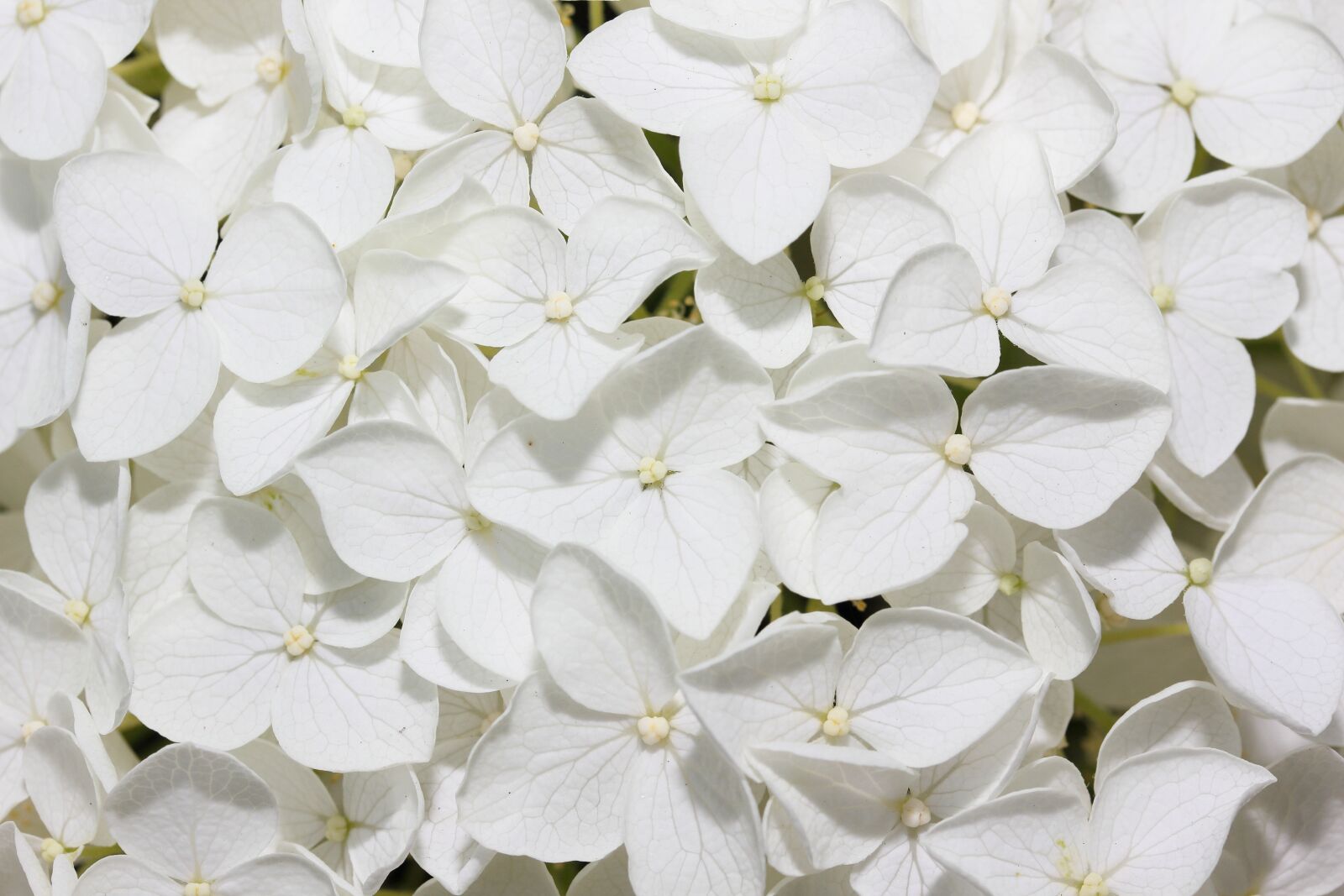 Canon EOS 60D + Canon EF-S 60mm F2.8 Macro USM sample photo. White, flowers, bloom photography