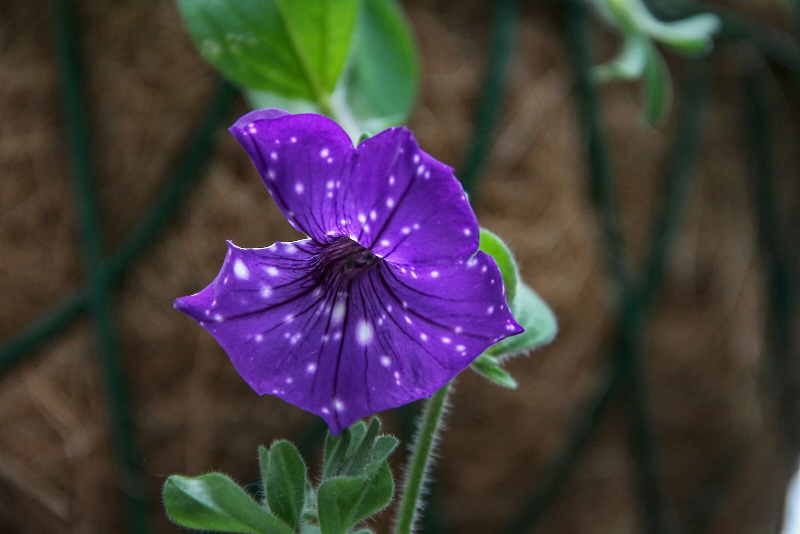 Canon EOS 1100D (EOS Rebel T3 / EOS Kiss X50) sample photo. Petunia, violet, blue photography