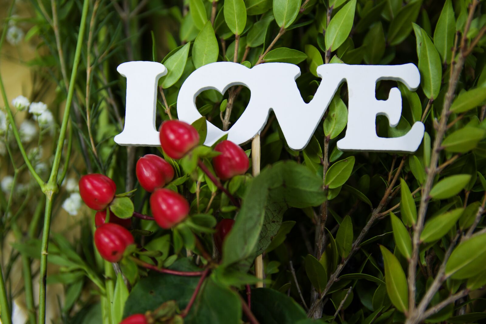 Canon EOS 70D sample photo. The inscription, greens, flower photography