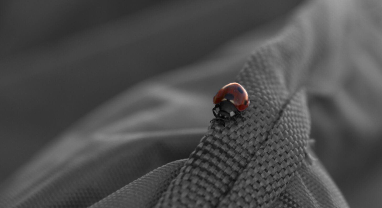 Nikon D3100 sample photo. Ladybird, ladybug, nature photography