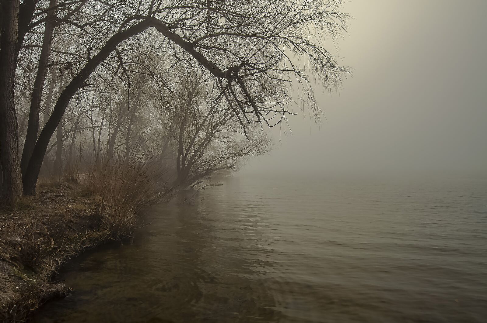 Nikon D90 sample photo. Fog, tree, dawn photography