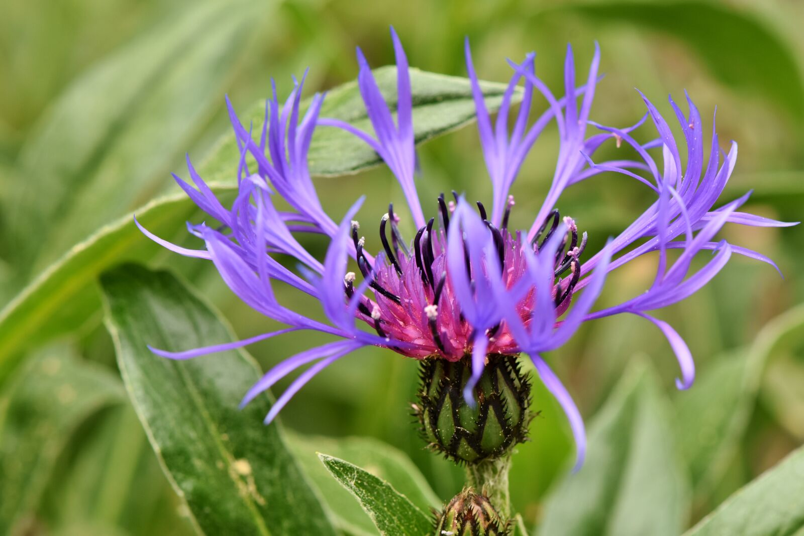 Nikon D7200 sample photo. Alpine cornflower, centaurea montana photography