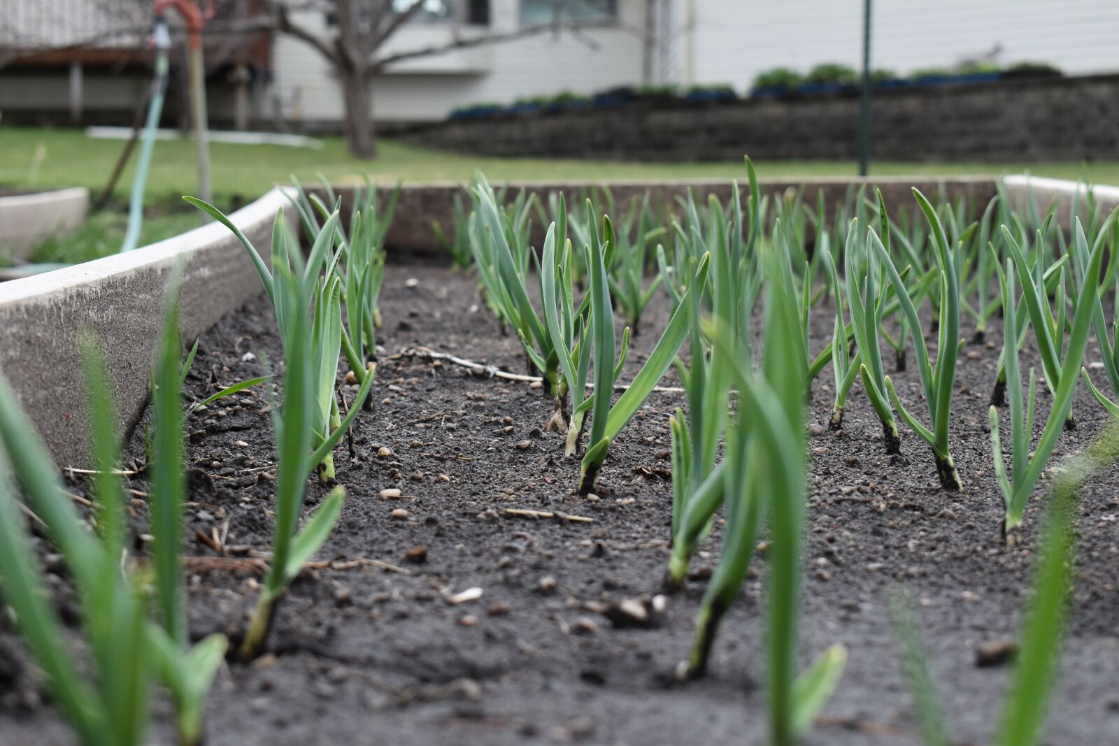 Nikon D5600 sample photo. Onion, garden, dirt photography