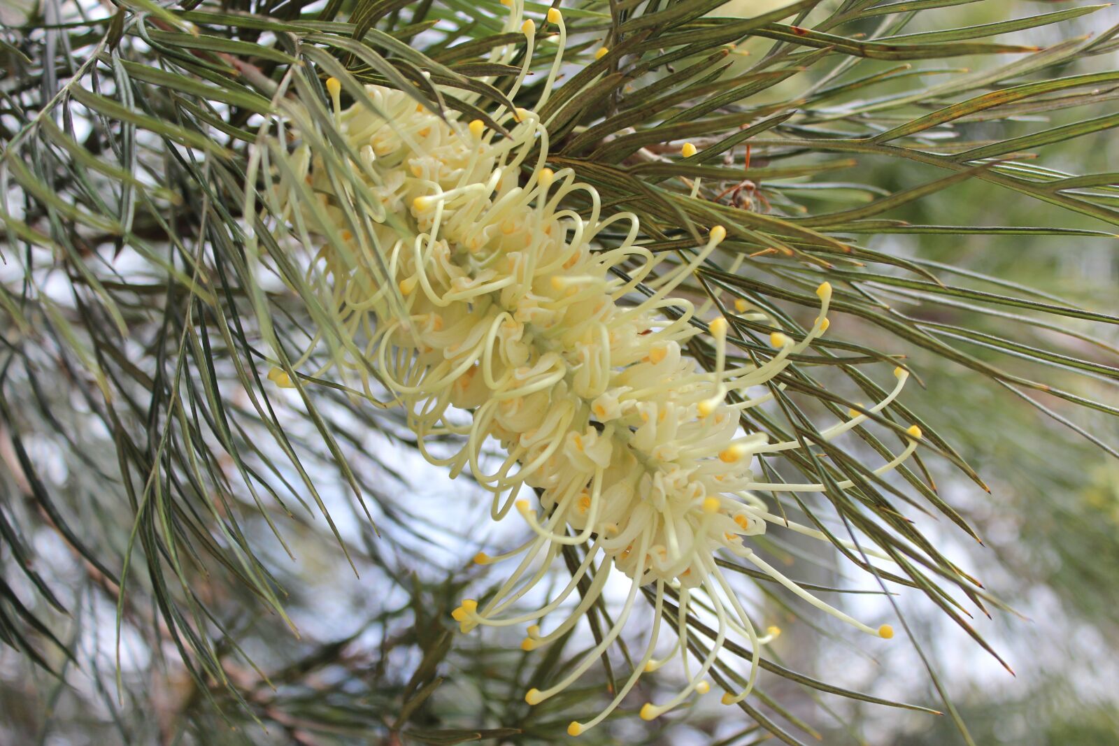 Canon EOS 600D (Rebel EOS T3i / EOS Kiss X5) sample photo. Flower, australian flower, bush photography