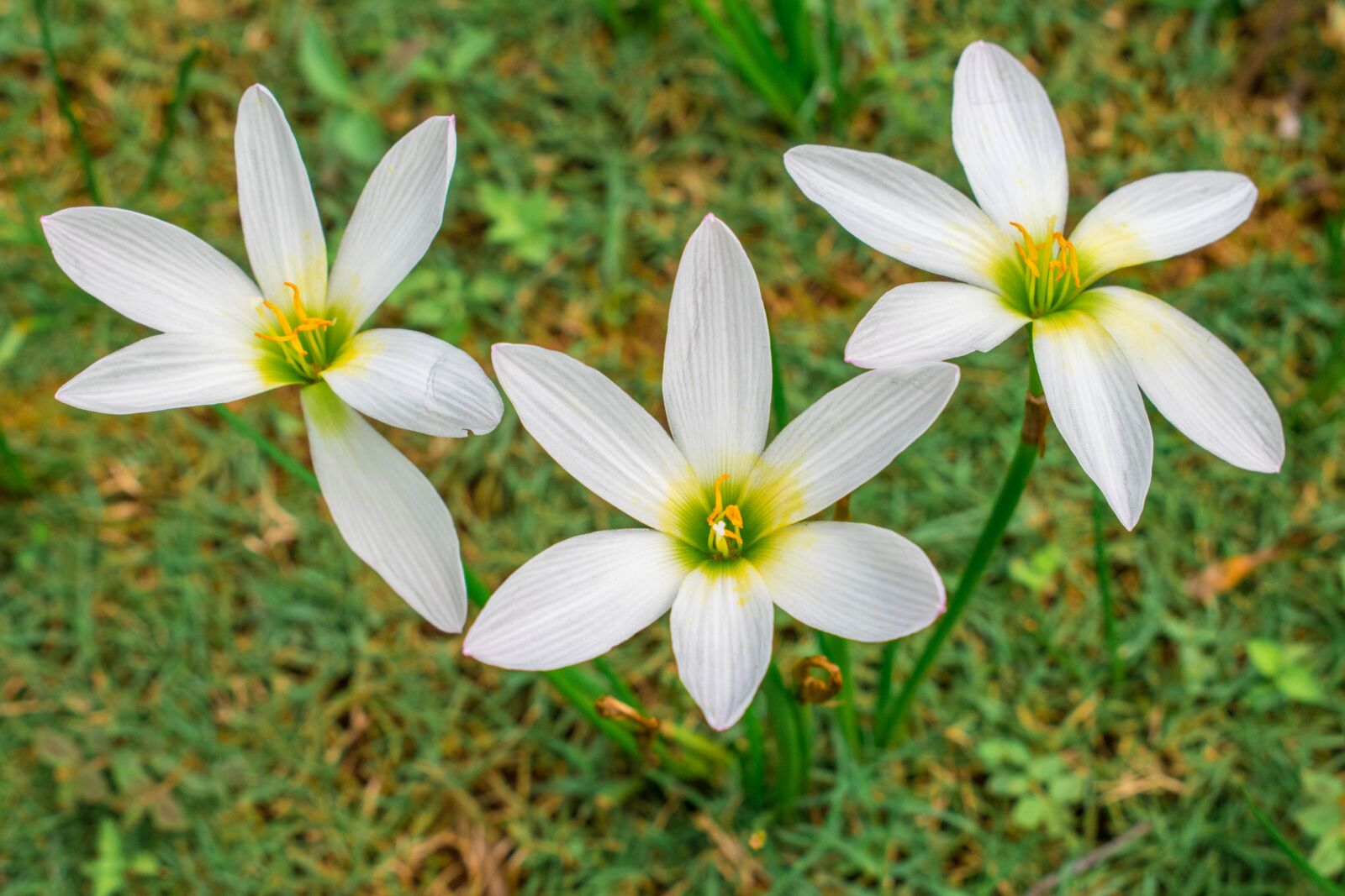 Nikon D3300 sample photo. Flowers, white, bloom photography