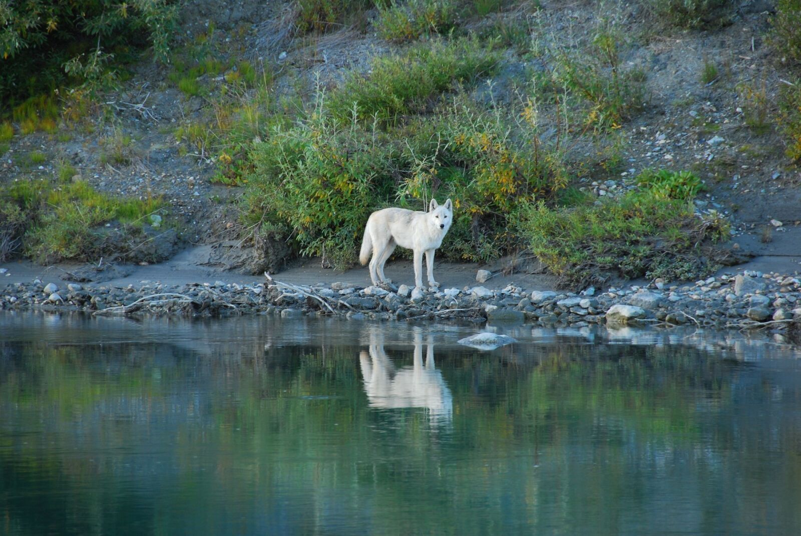 Nikon D40X sample photo. Wolf, lone, predator photography
