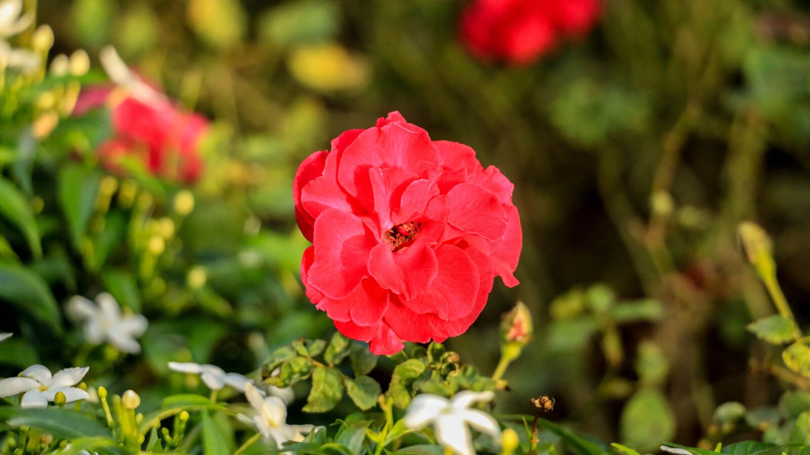 Canon EOS 70D sample photo. Rose, red, flower photography