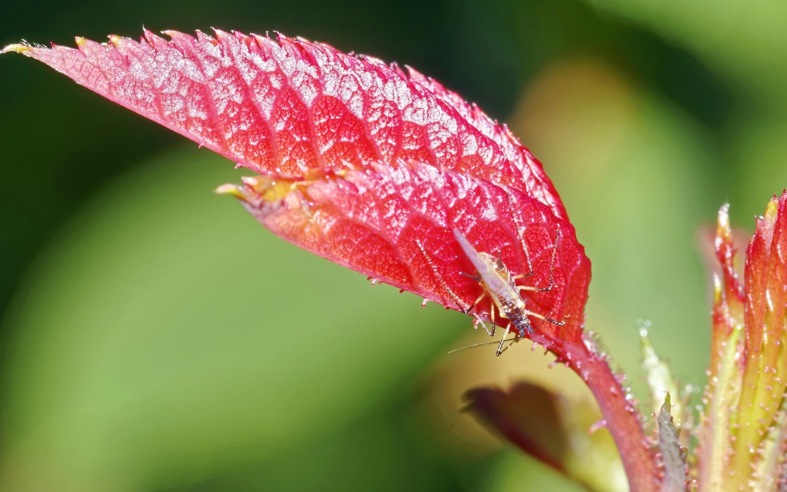 Nikon D5300 sample photo. Insect, going, leaf photography