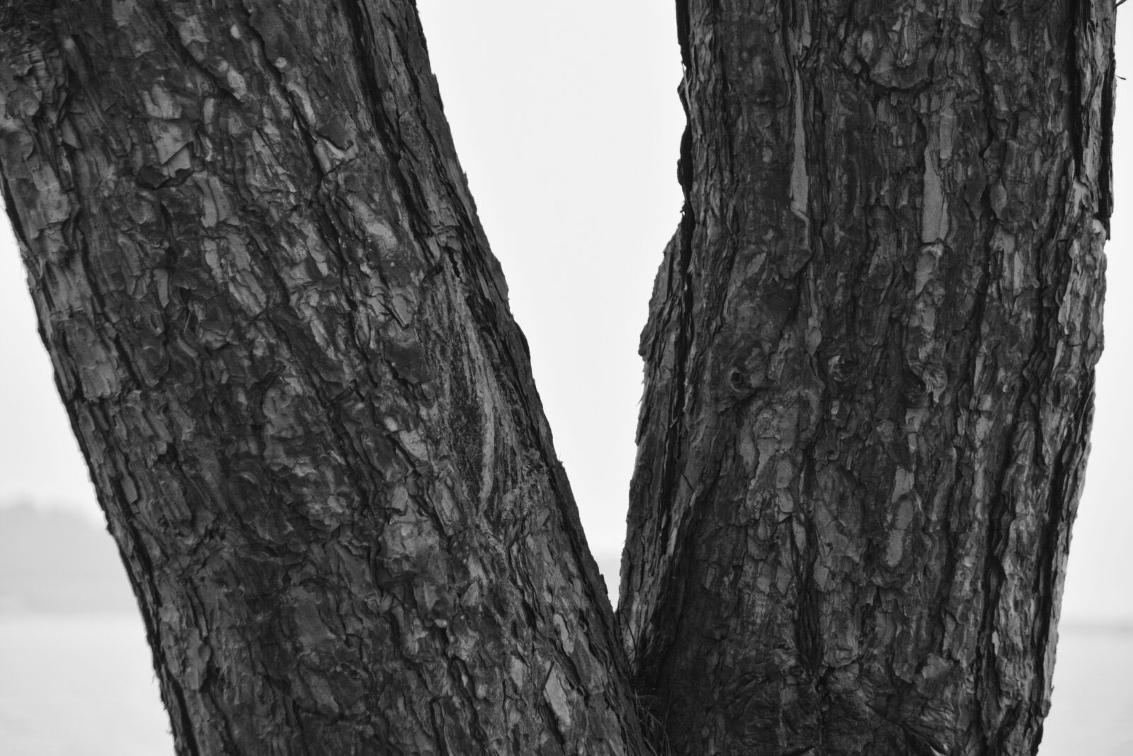 Nikon D5200 sample photo. Tree, tree trunk, nature photography