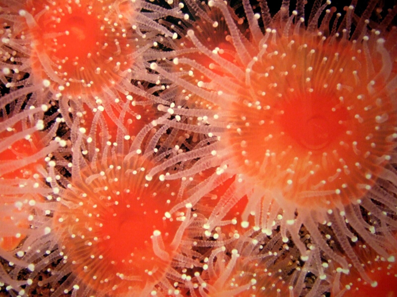 Fujifilm FinePix F30 sample photo. Sea urchin, aquarium, bench photography