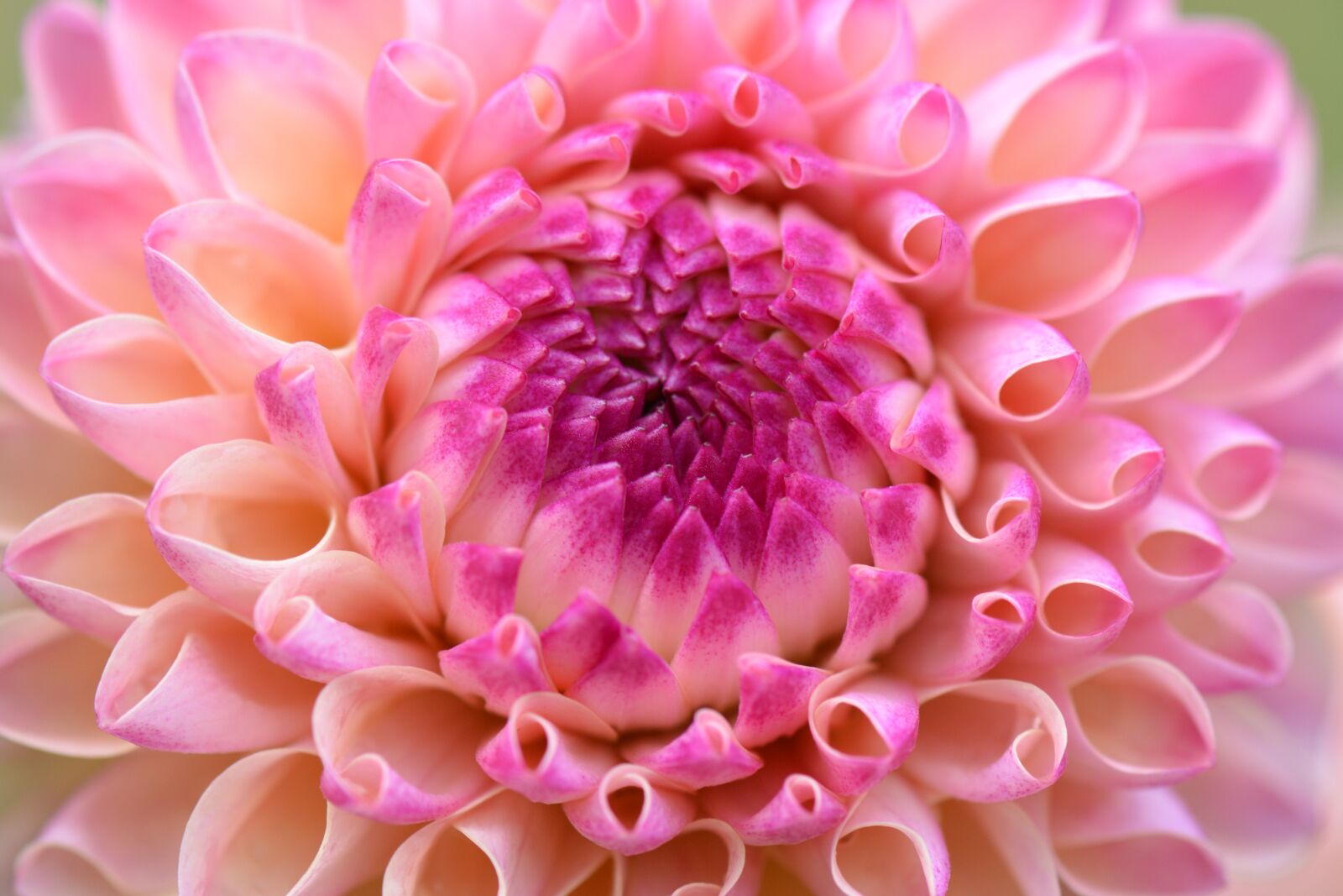 Nikon D5200 sample photo. Flower, nature, dahlia photography