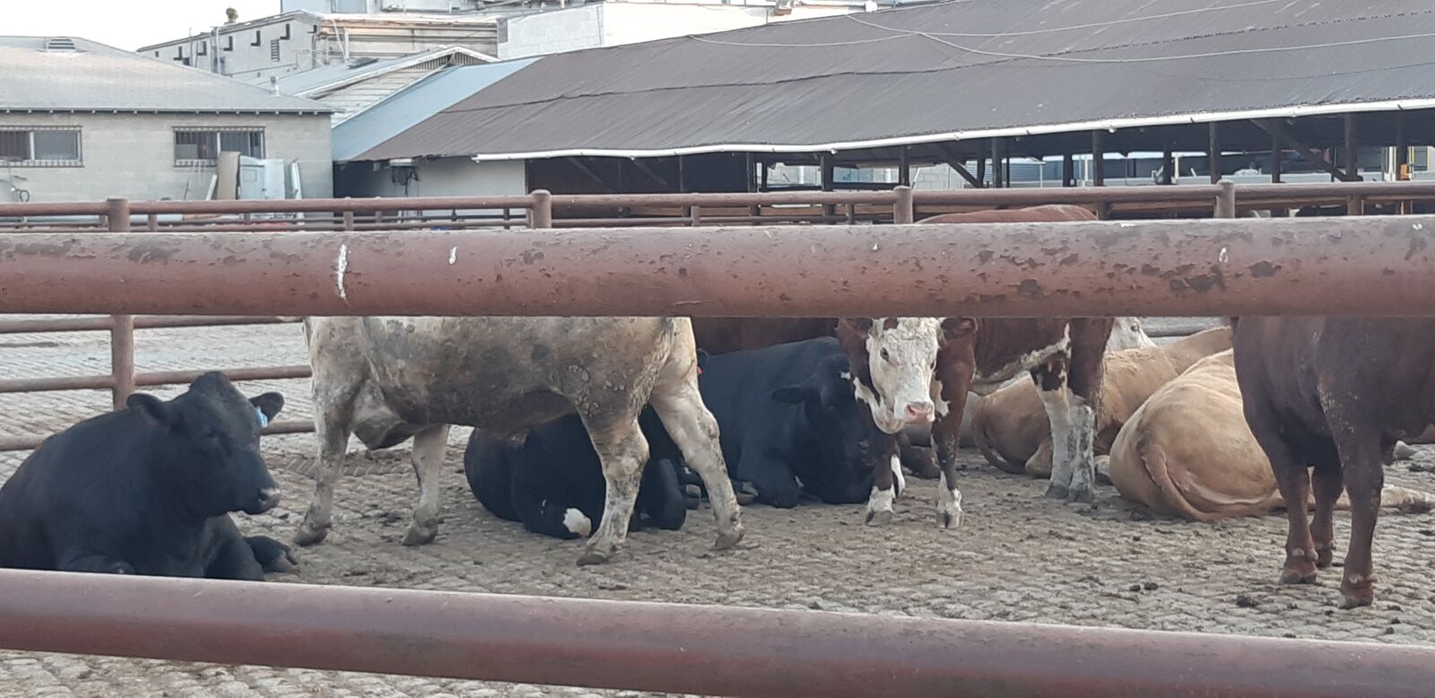 Samsung Galaxy A8(2018) sample photo. Cow, slaughterhouse, pen photography