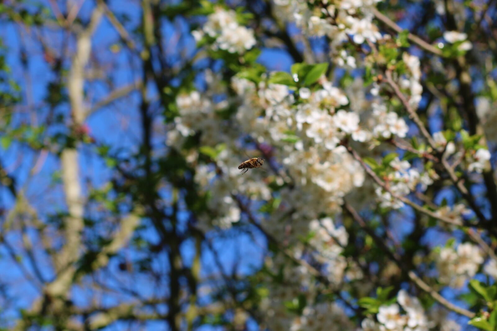 Canon EOS 2000D (EOS Rebel T7 / EOS Kiss X90 / EOS 1500D) sample photo. Cherry, bee, spring photography