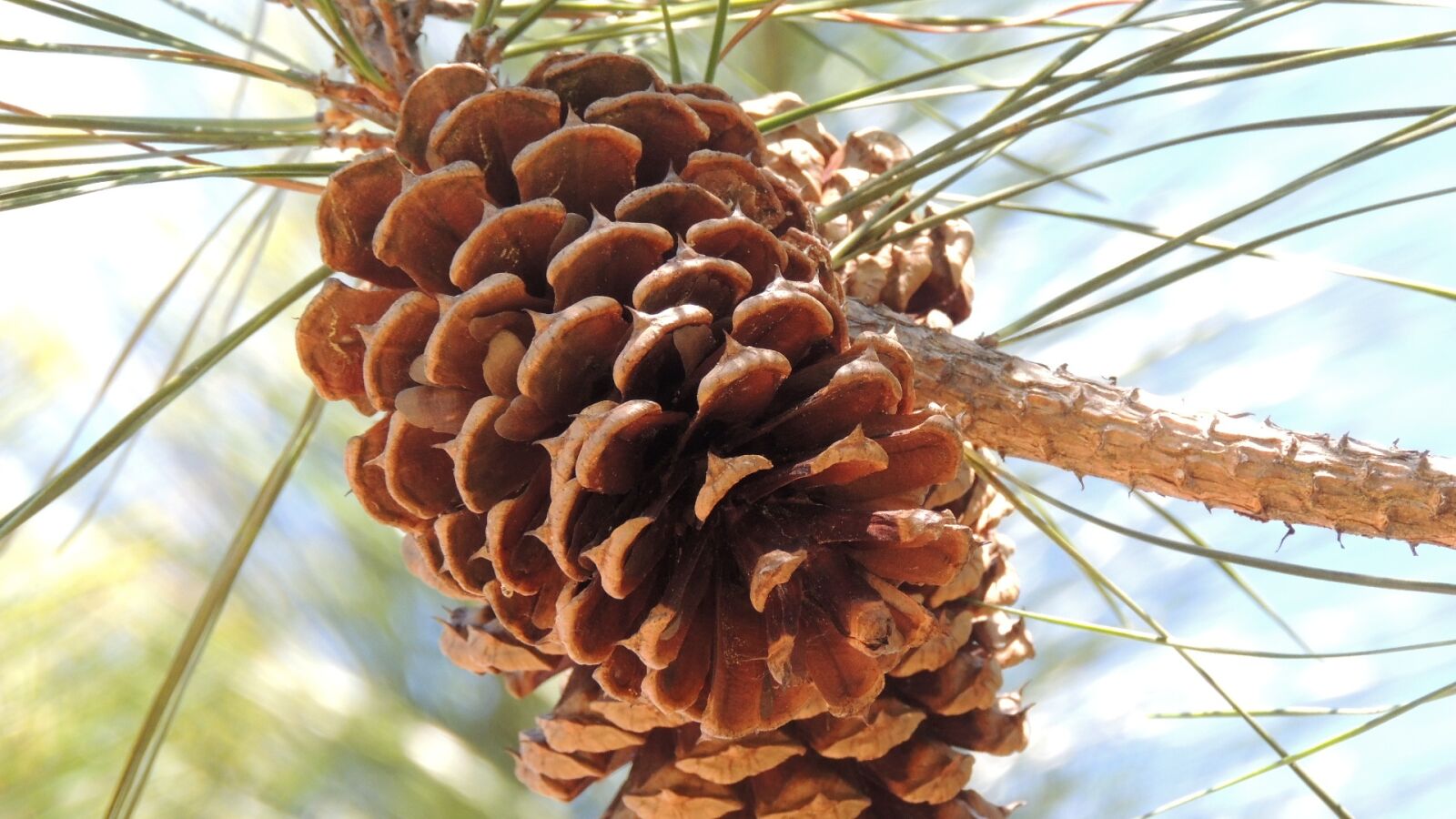 Nikon Coolpix P510 sample photo. Pine, cone, tree photography
