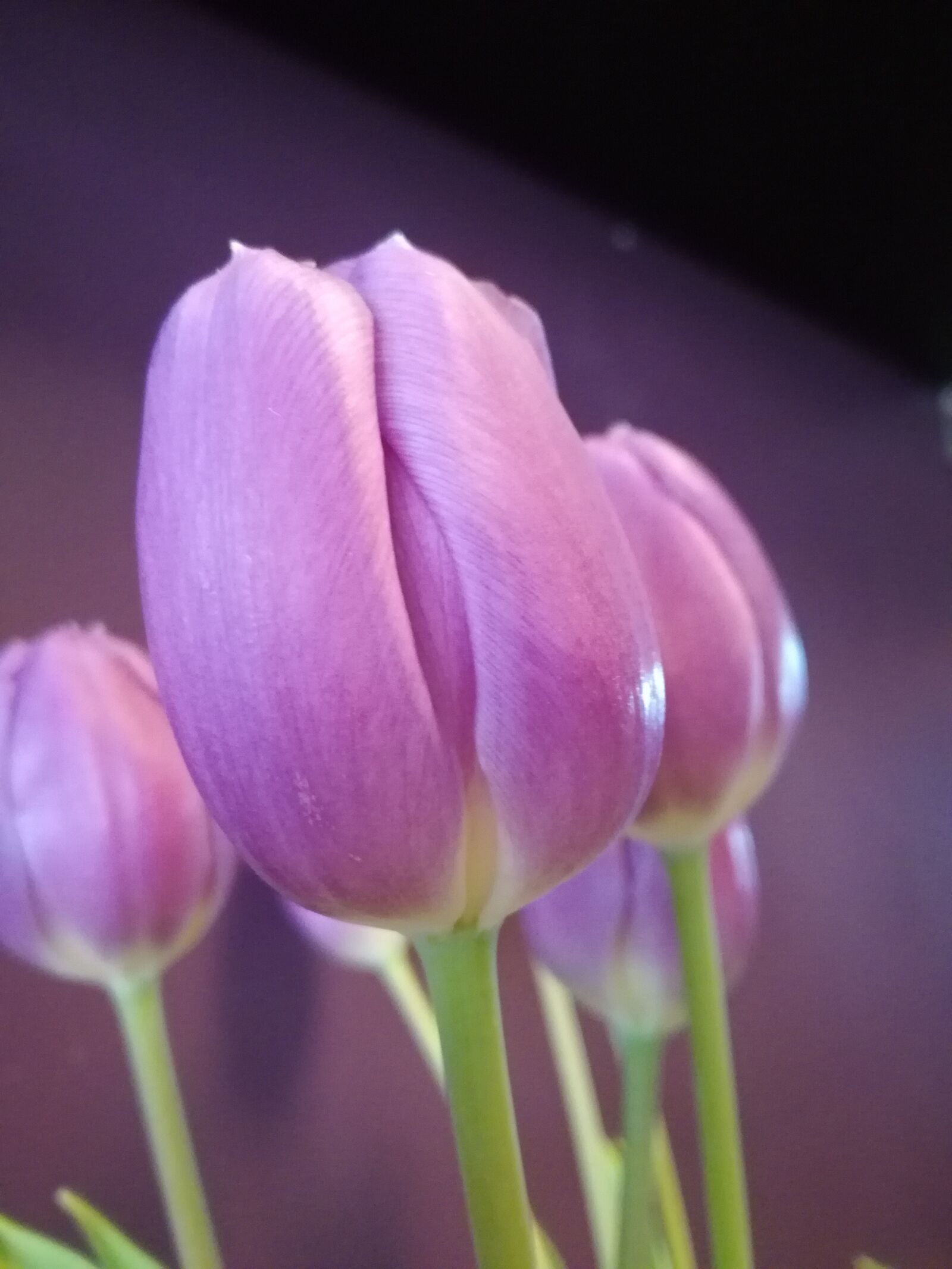 HUAWEI P9 LITE sample photo. Tulip, pink, flowers photography
