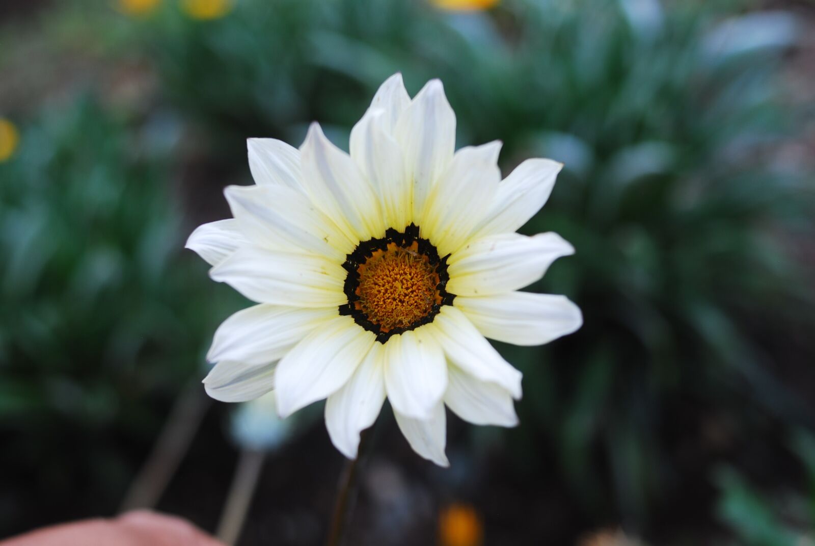 Nikon D60 sample photo. Nature, plant, flower photography