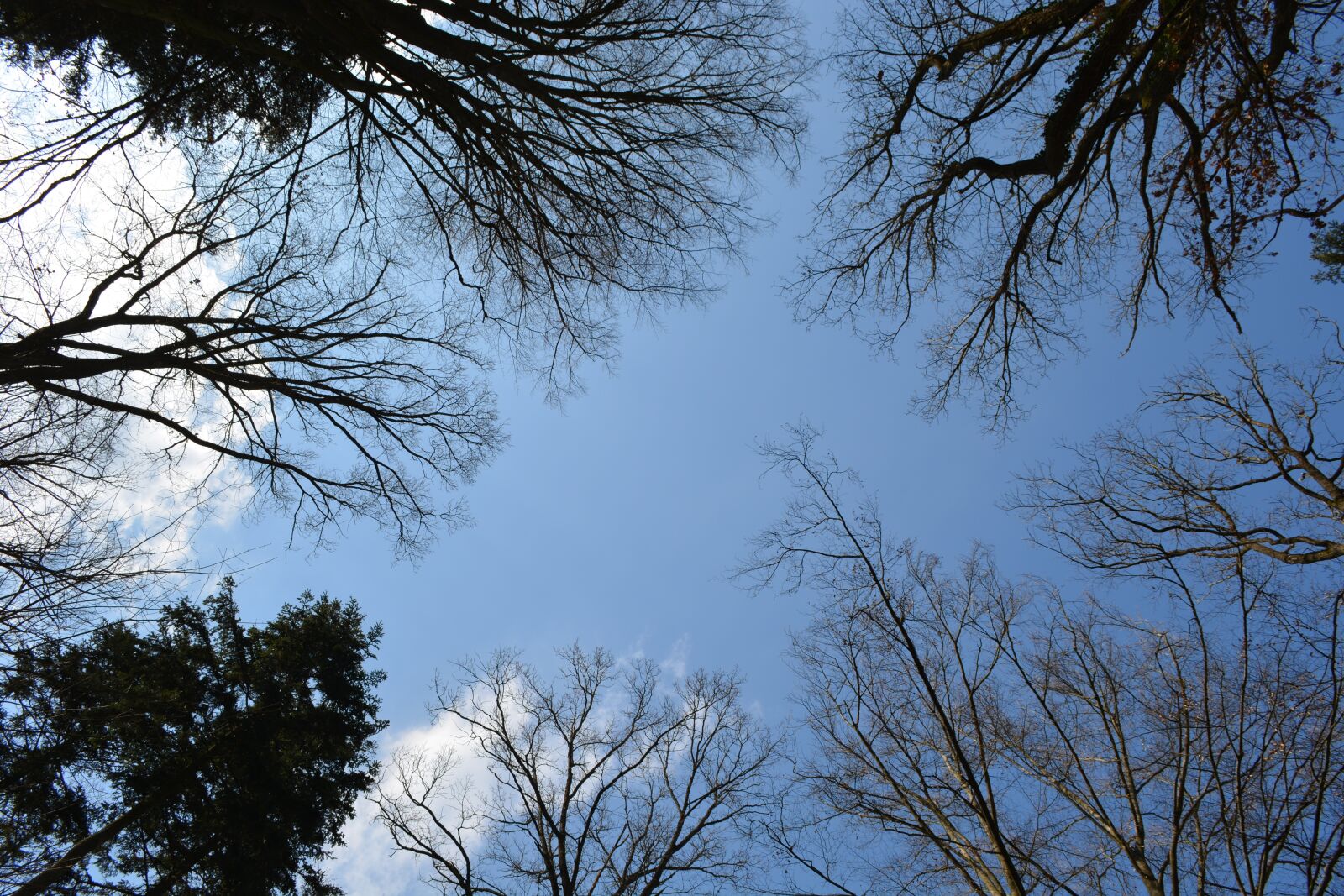 Nikon D5200 sample photo. Forest, trees, sky photography