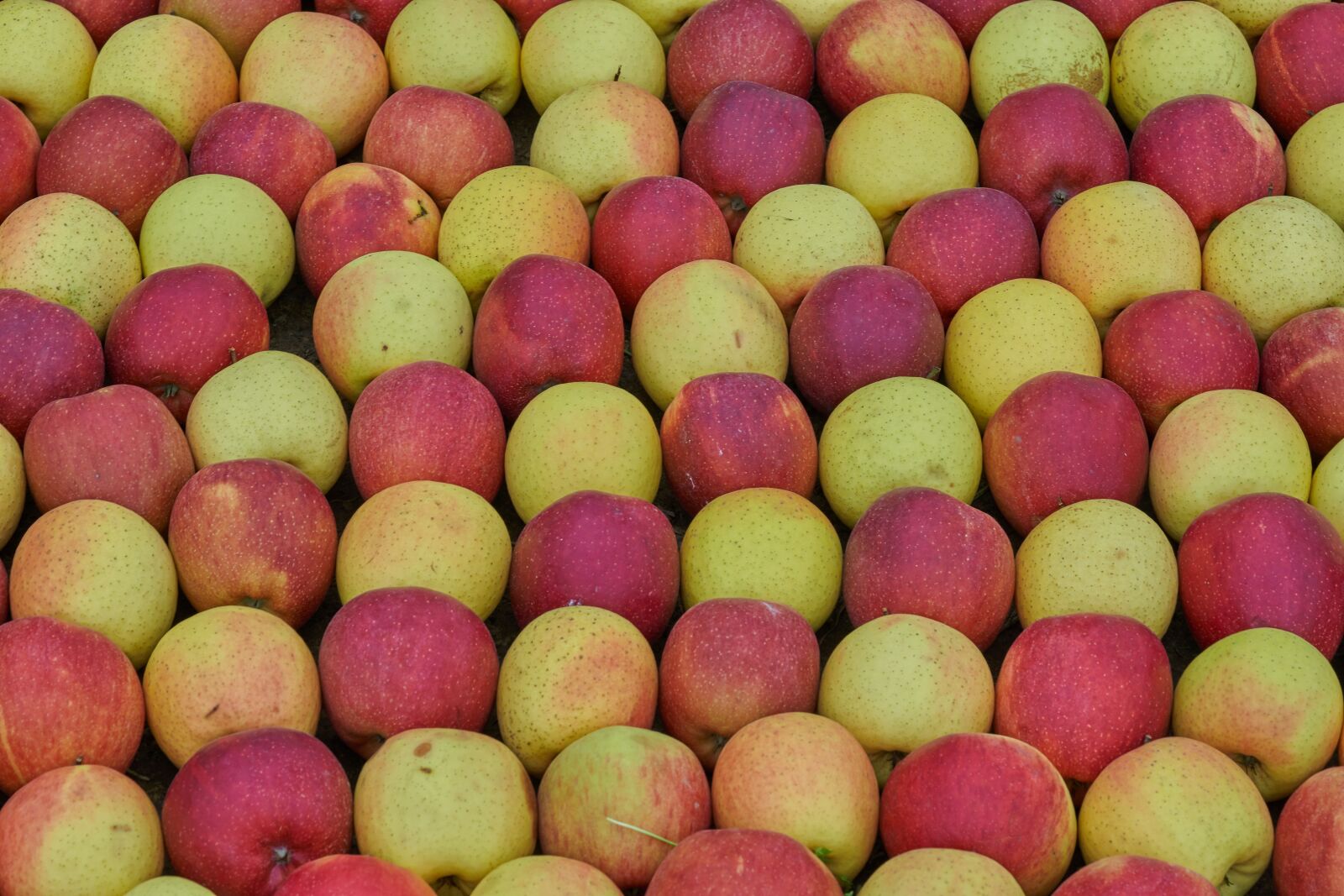 Sony FE 90mm F2.8 Macro G OSS sample photo. Apple, yellow, red photography