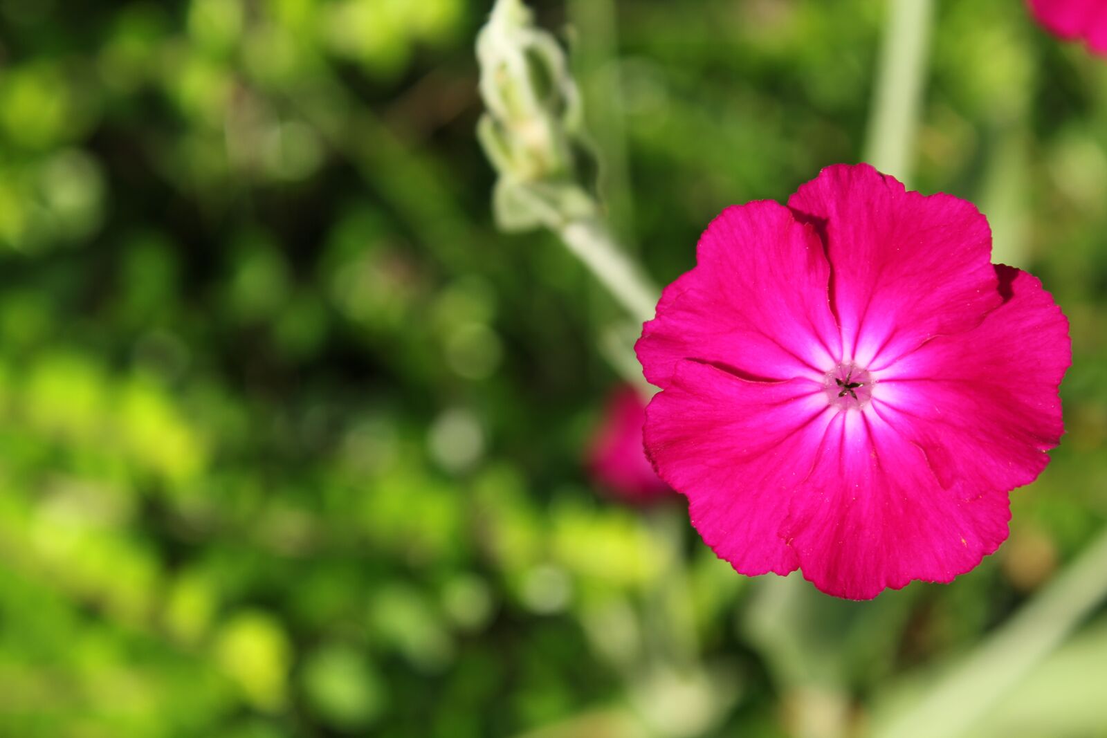 Canon EOS 60D + Canon EF-S 18-55mm F3.5-5.6 IS sample photo. Nature, flower, plant photography