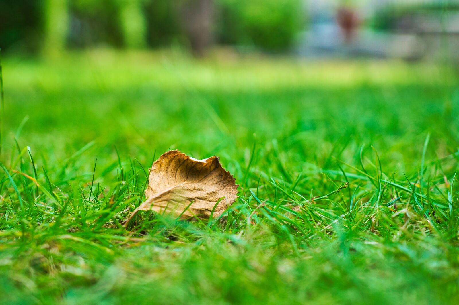 DT 18-35mm F1.8 sample photo. Leaf, lawn, autumn photography