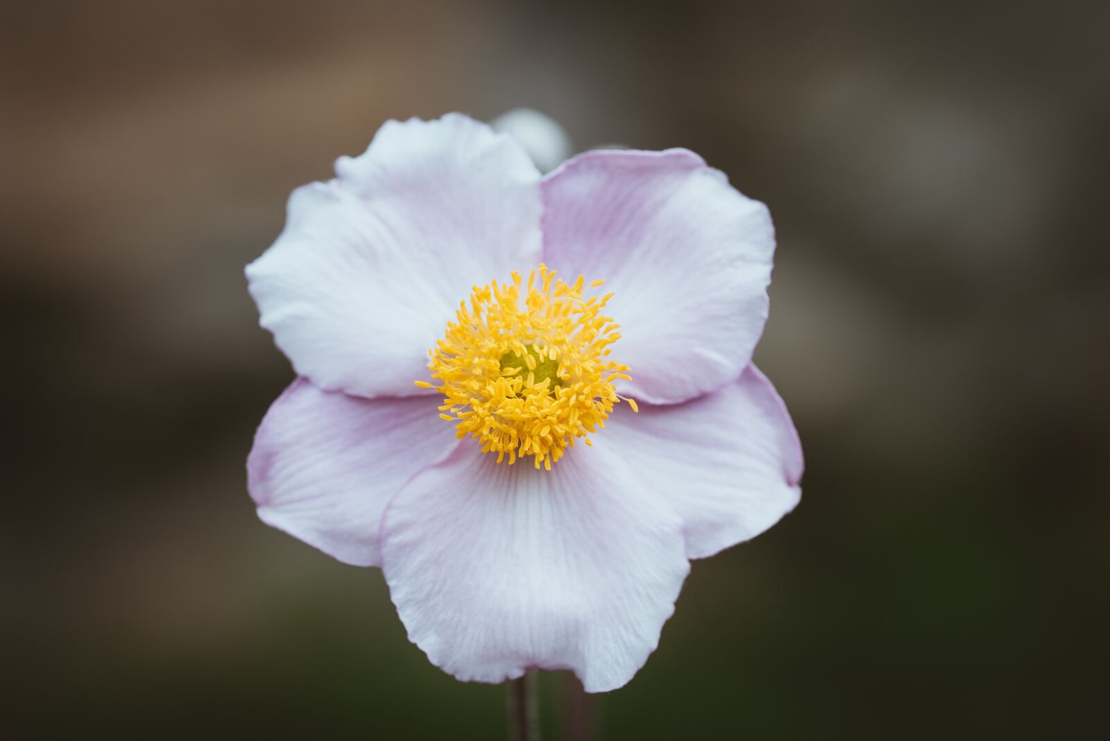 Nikon D750 sample photo. Anemone, pink, fall anemone photography