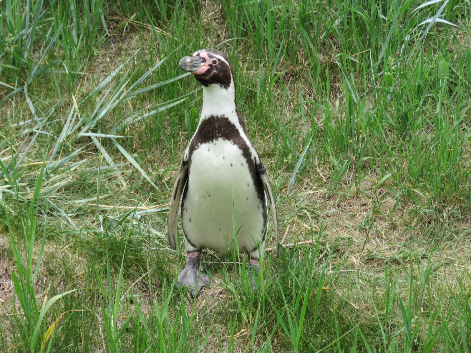 Canon PowerShot SX60 HS sample photo. Humboldt penguin, penguin, humboldt photography