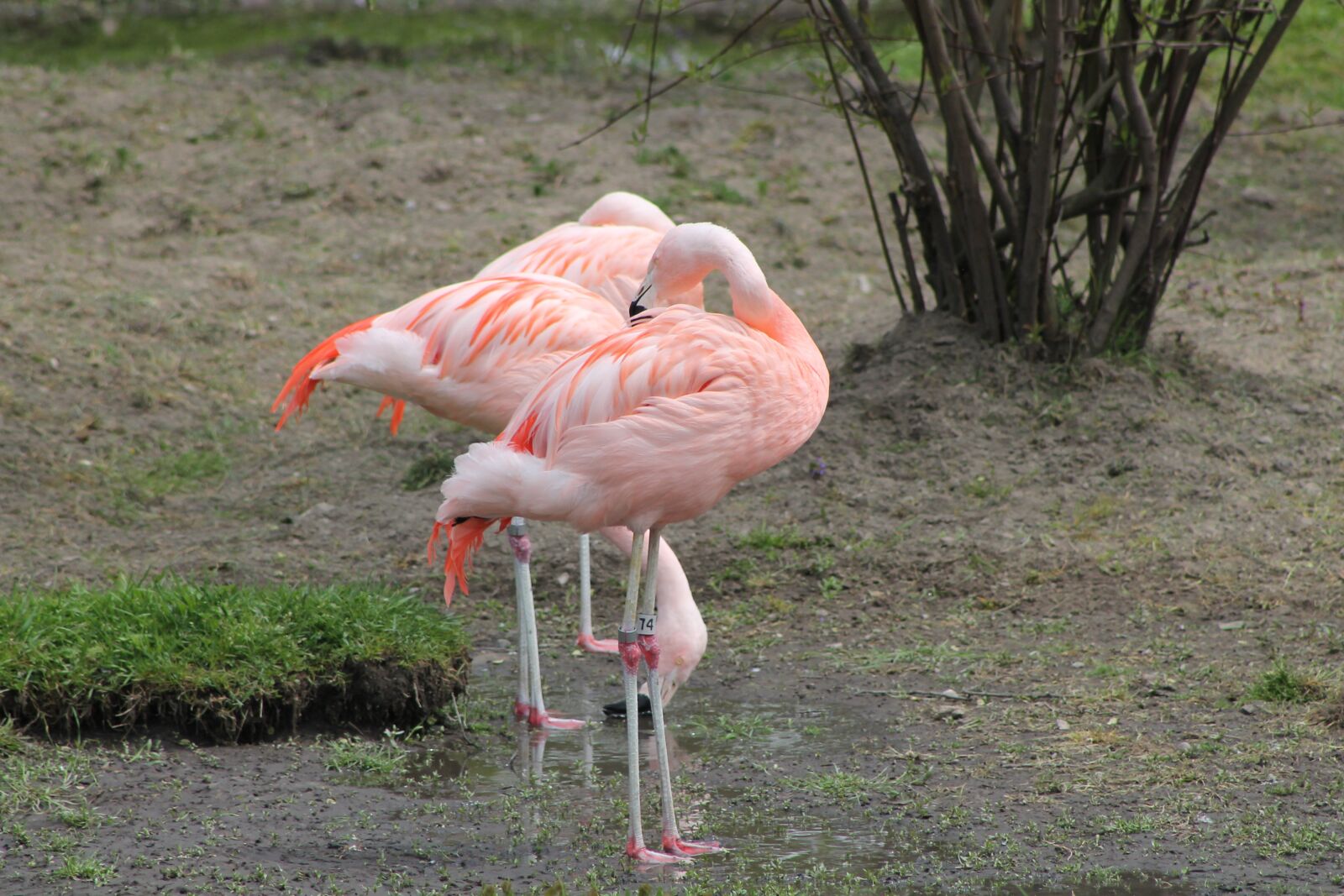 Canon EF 75-300mm f/4-5.6 sample photo. Pink flamingo, bird, exotic photography