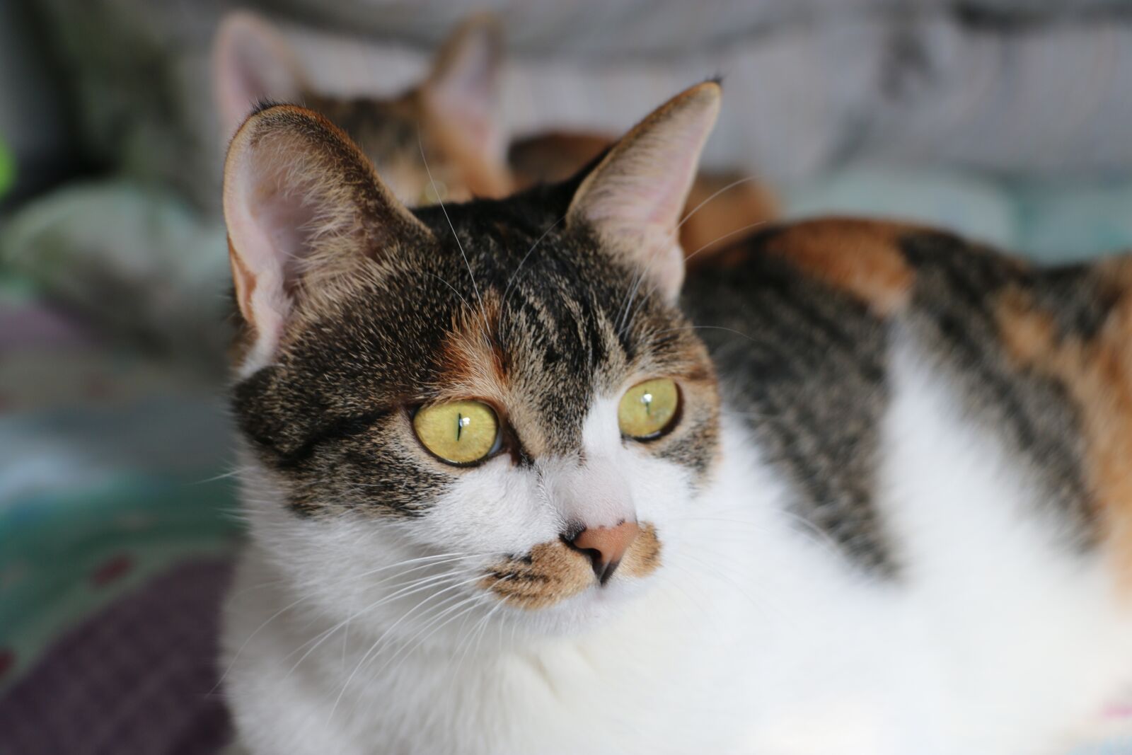 Canon EOS 70D sample photo. Cat, tabby cat, bed photography