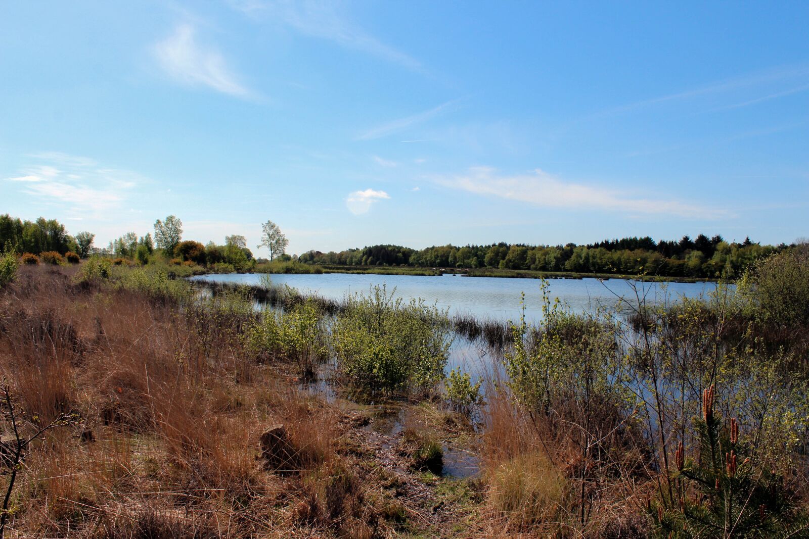 Canon EOS 600D (Rebel EOS T3i / EOS Kiss X5) sample photo. Landscape, heide, water photography